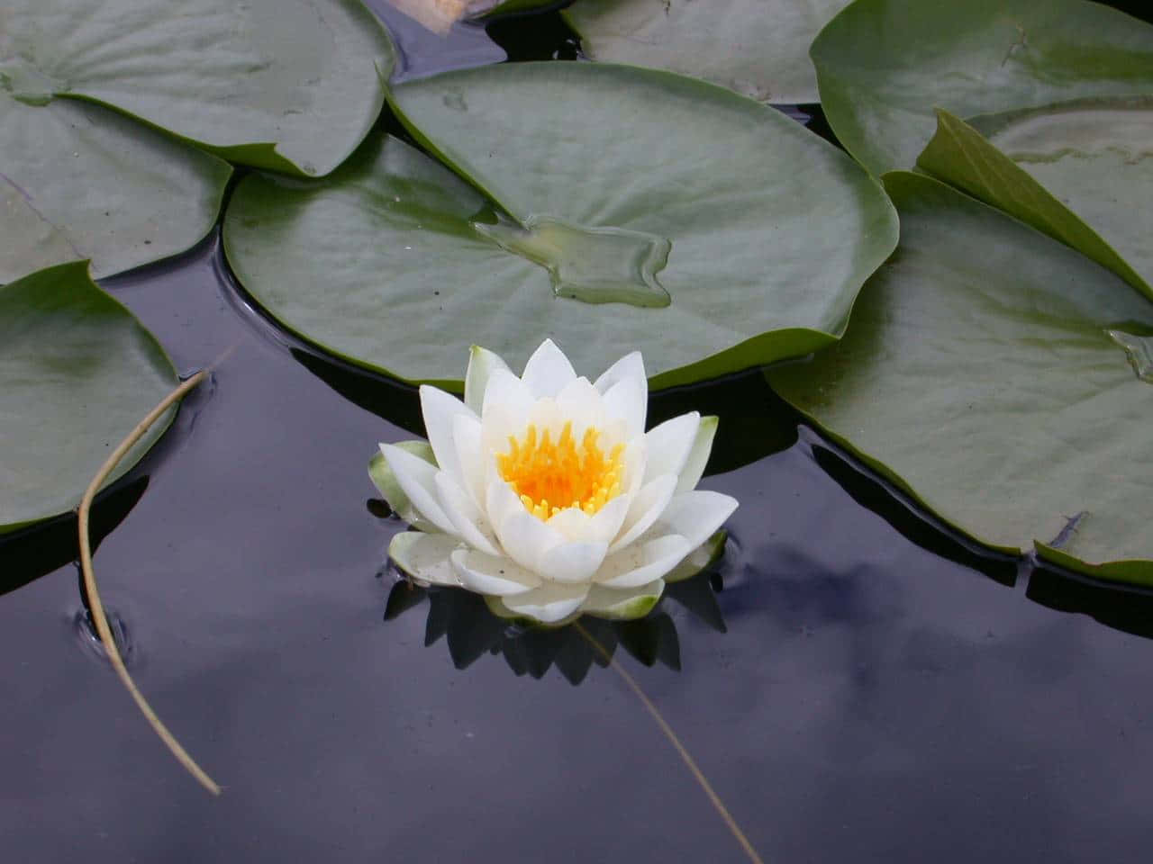 蓮花圖片 壁紙