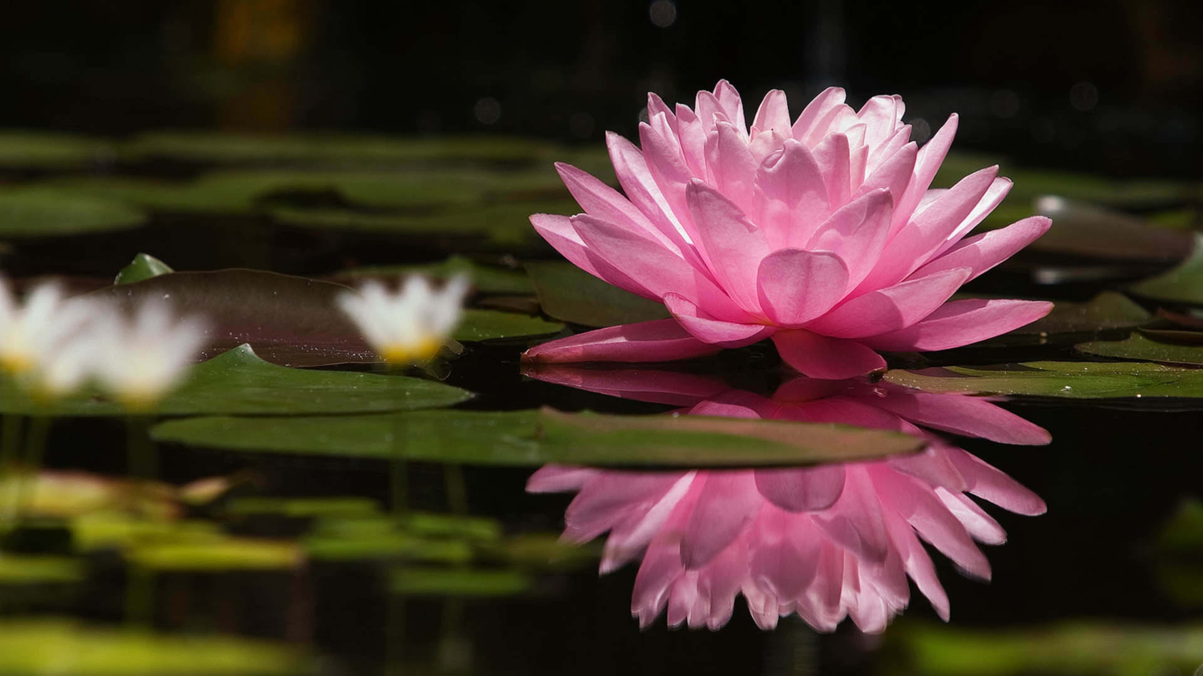 蓮花圖片 壁紙