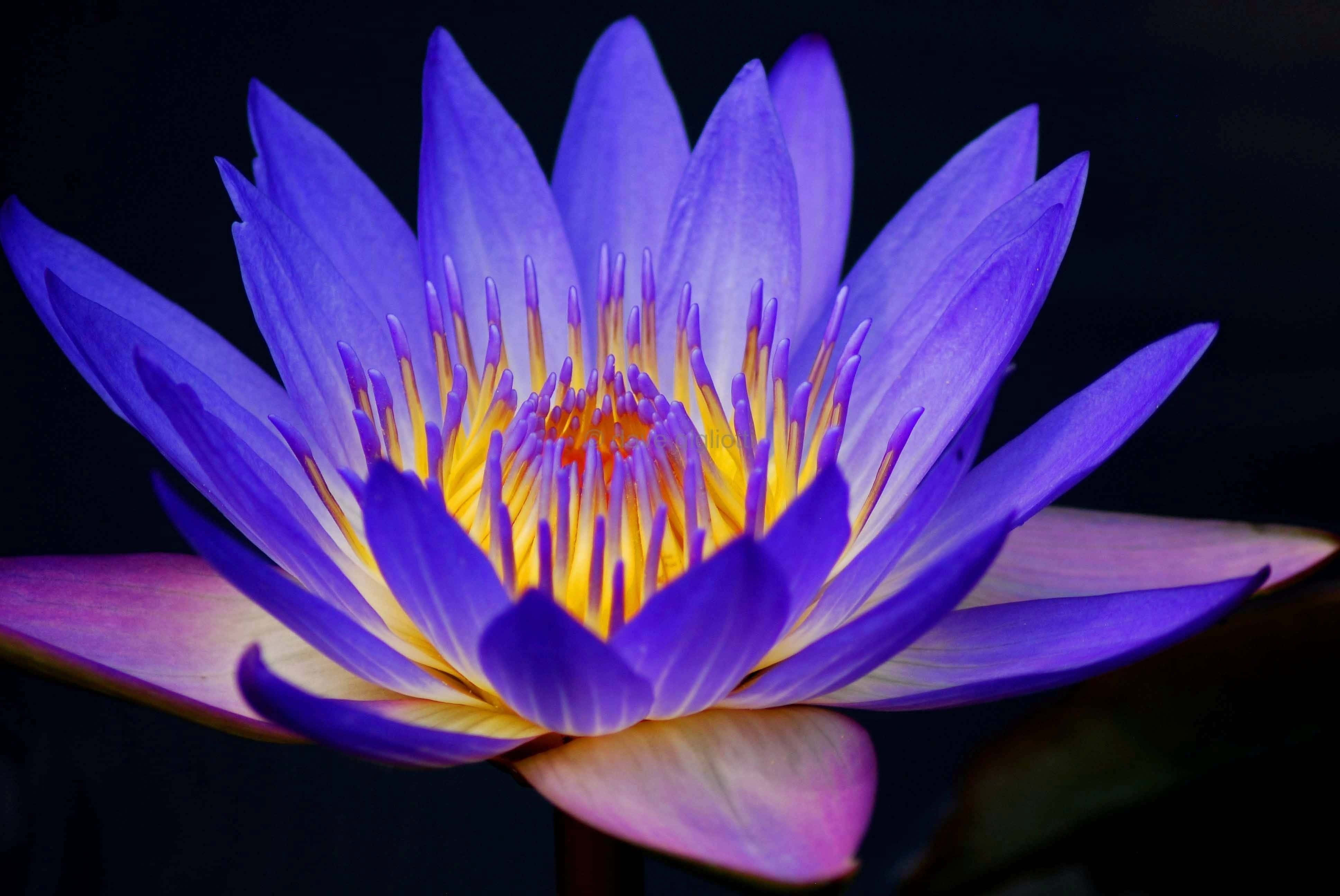 蓮花圖片 壁紙