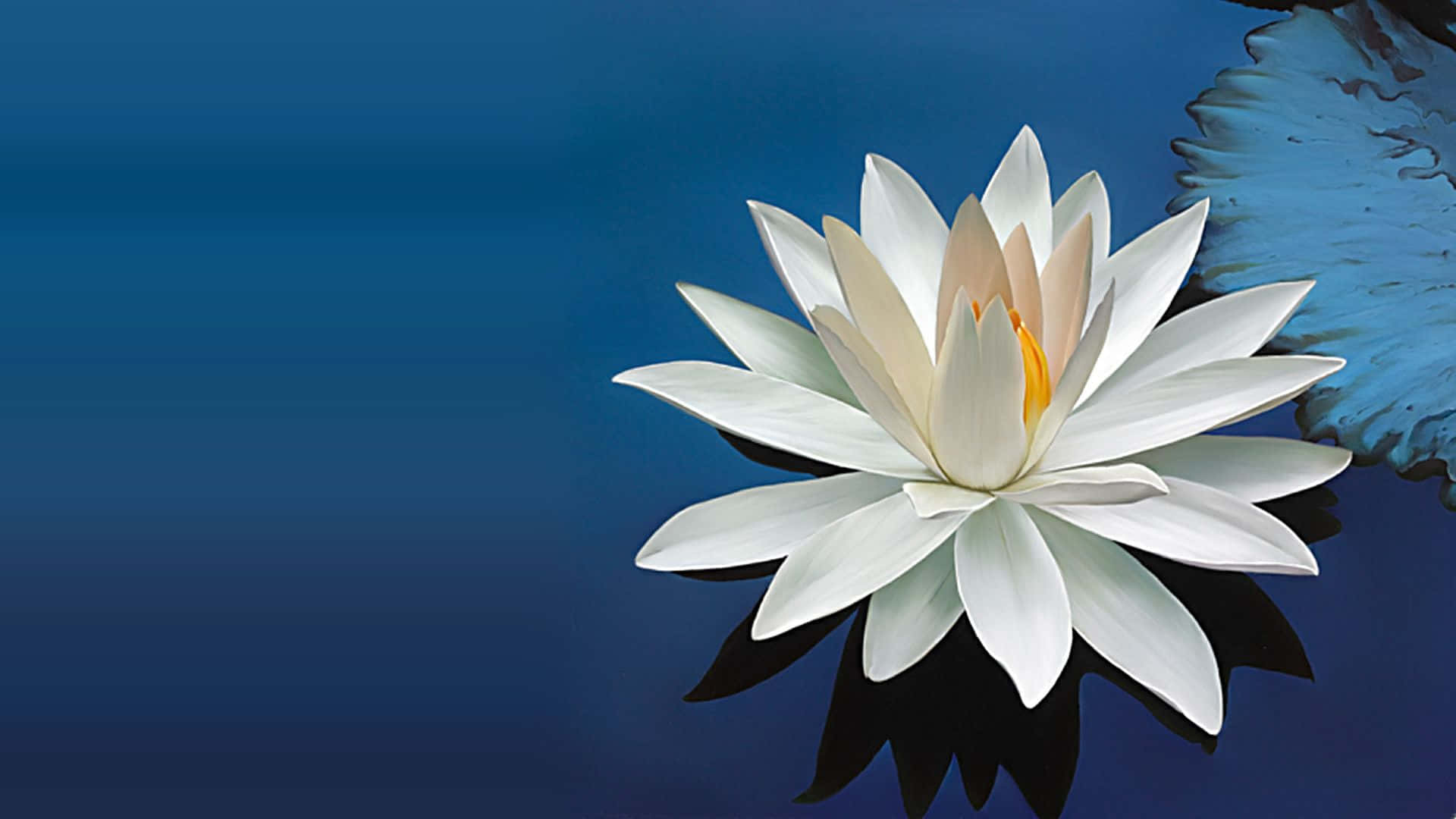 蓮花圖片 壁紙
