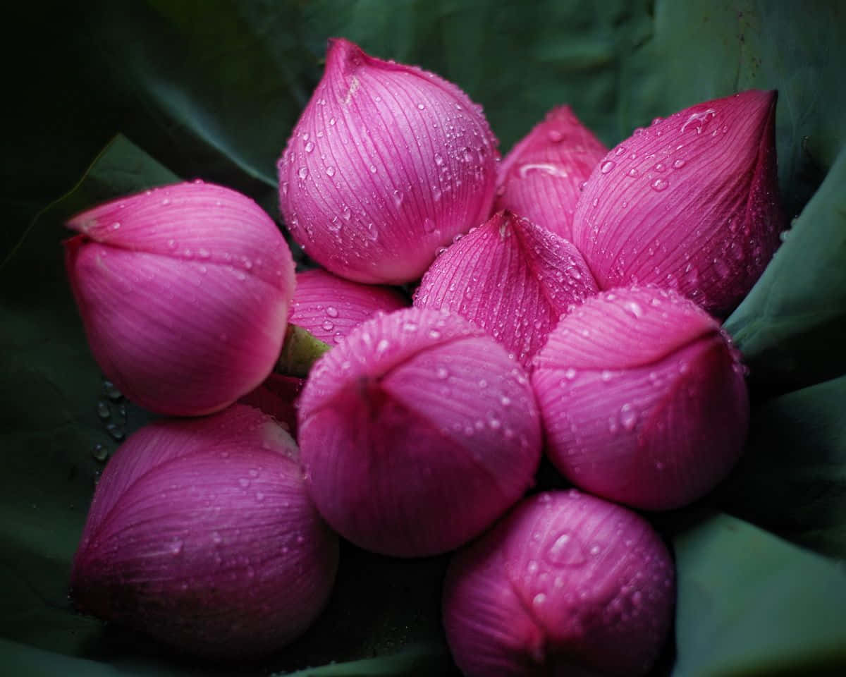 蓮花圖片 壁紙