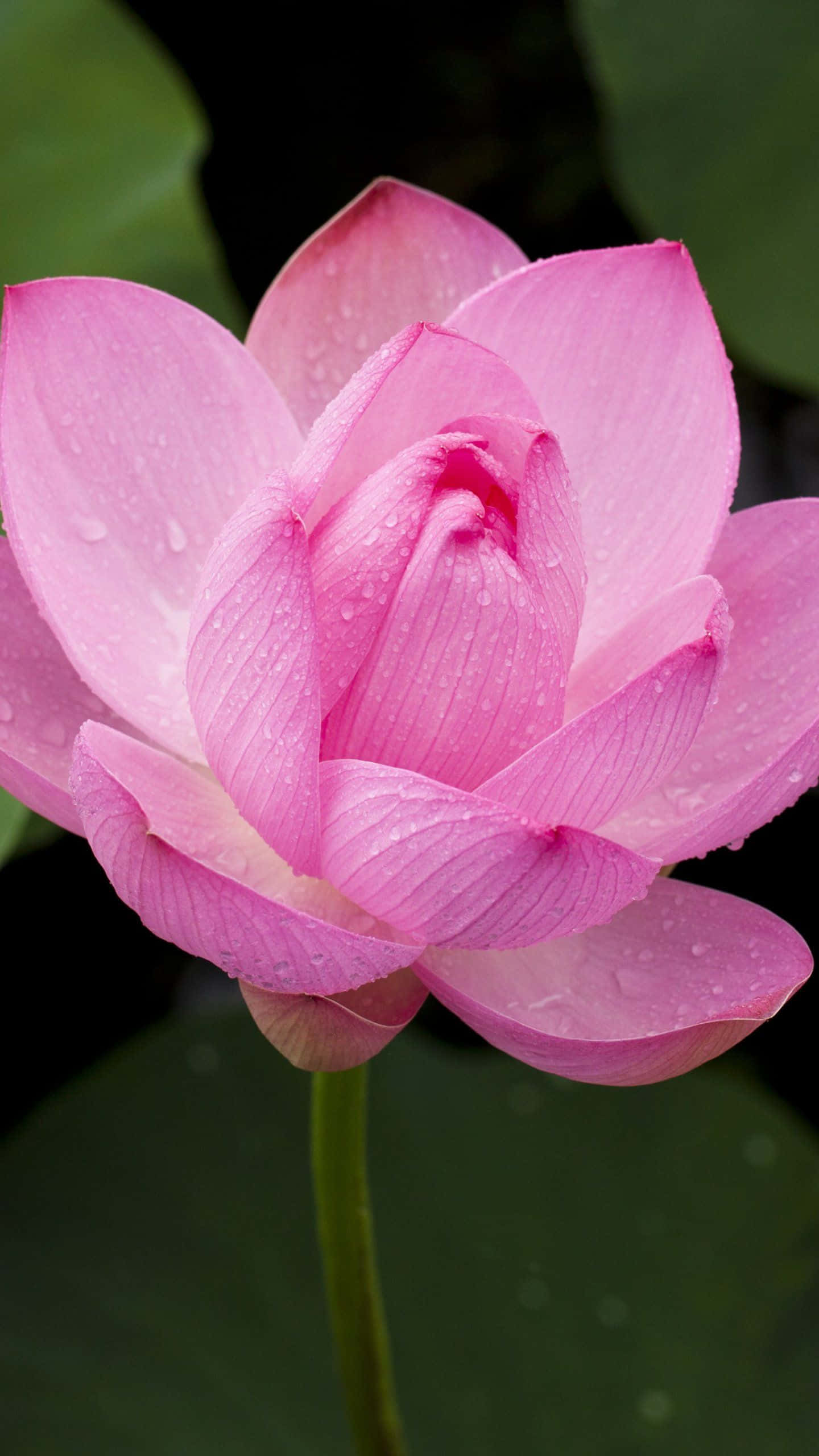 蓮花圖片 壁紙