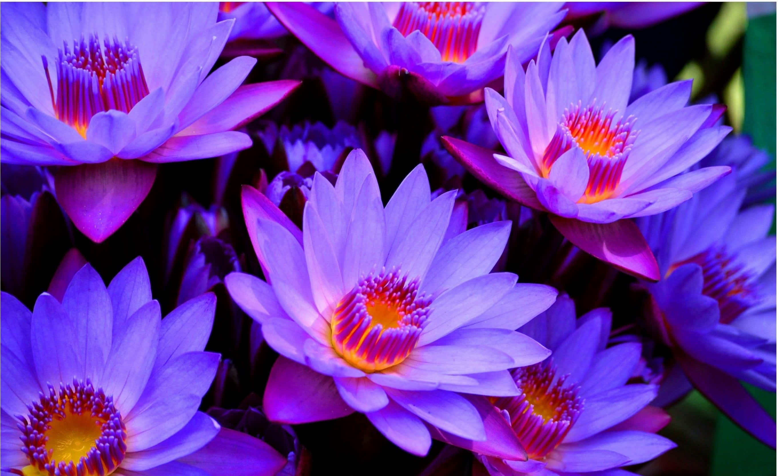 蓮花圖片 壁紙