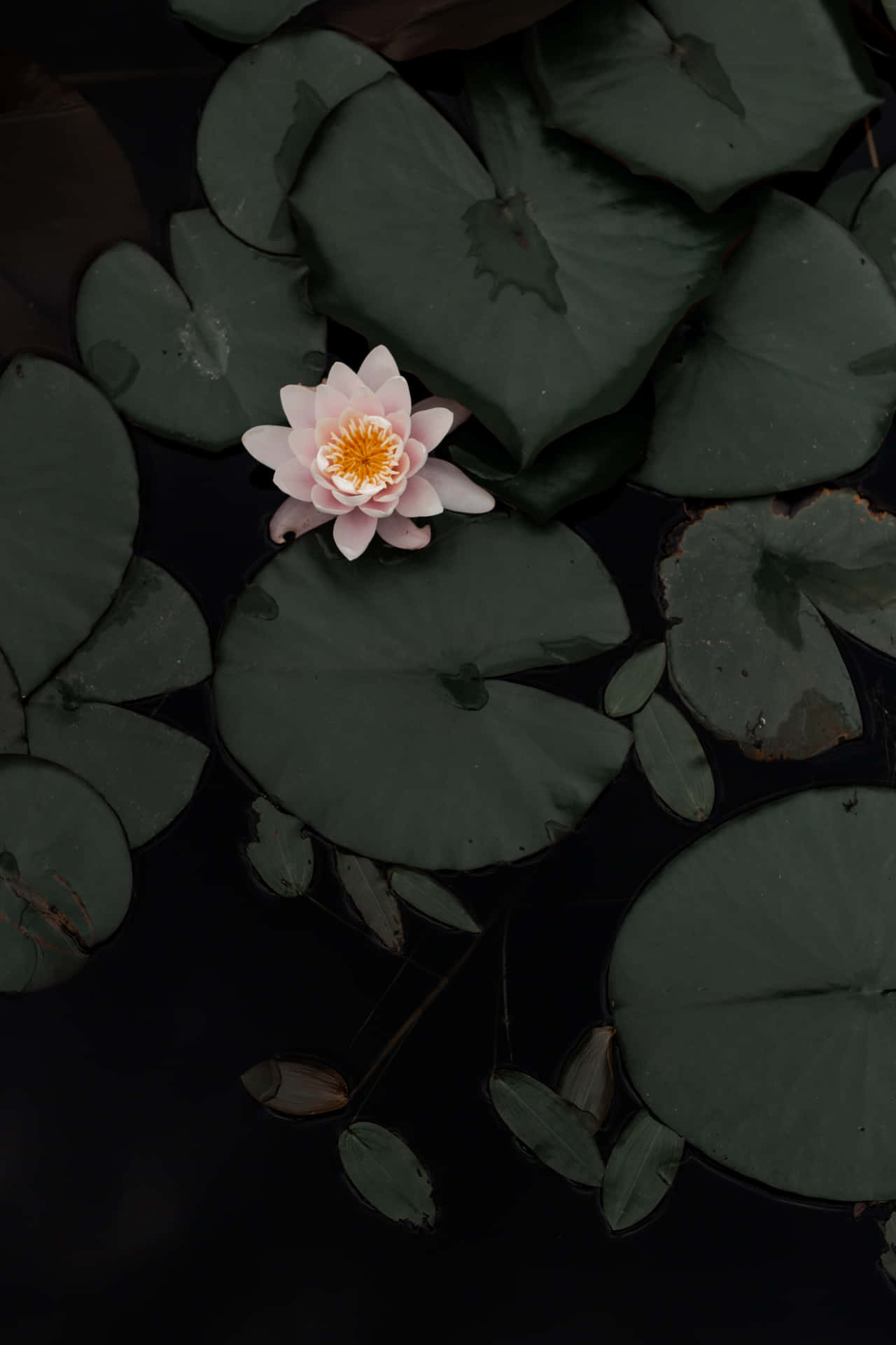 一朵粉紅色睡蓮花被綠色睡蓮葉環繞在暗水上。