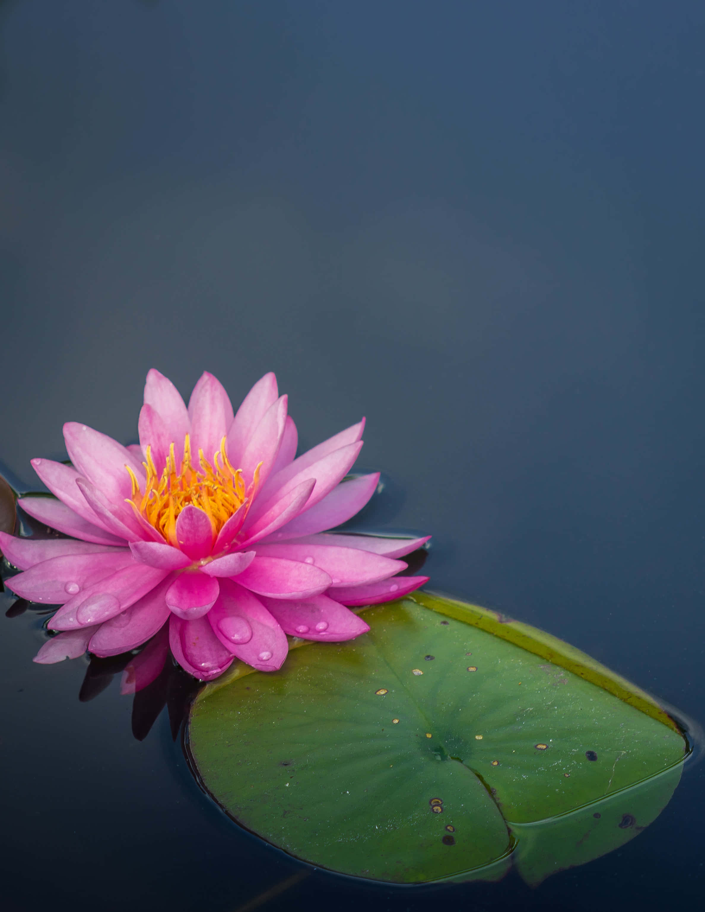 「蓮花的韻味與美」 壁紙 — 一朵鮮豔的粉紅色睡蓮帶著露珠，在平靜的深色水面上，在綠色睡蓮葉旁盛開。