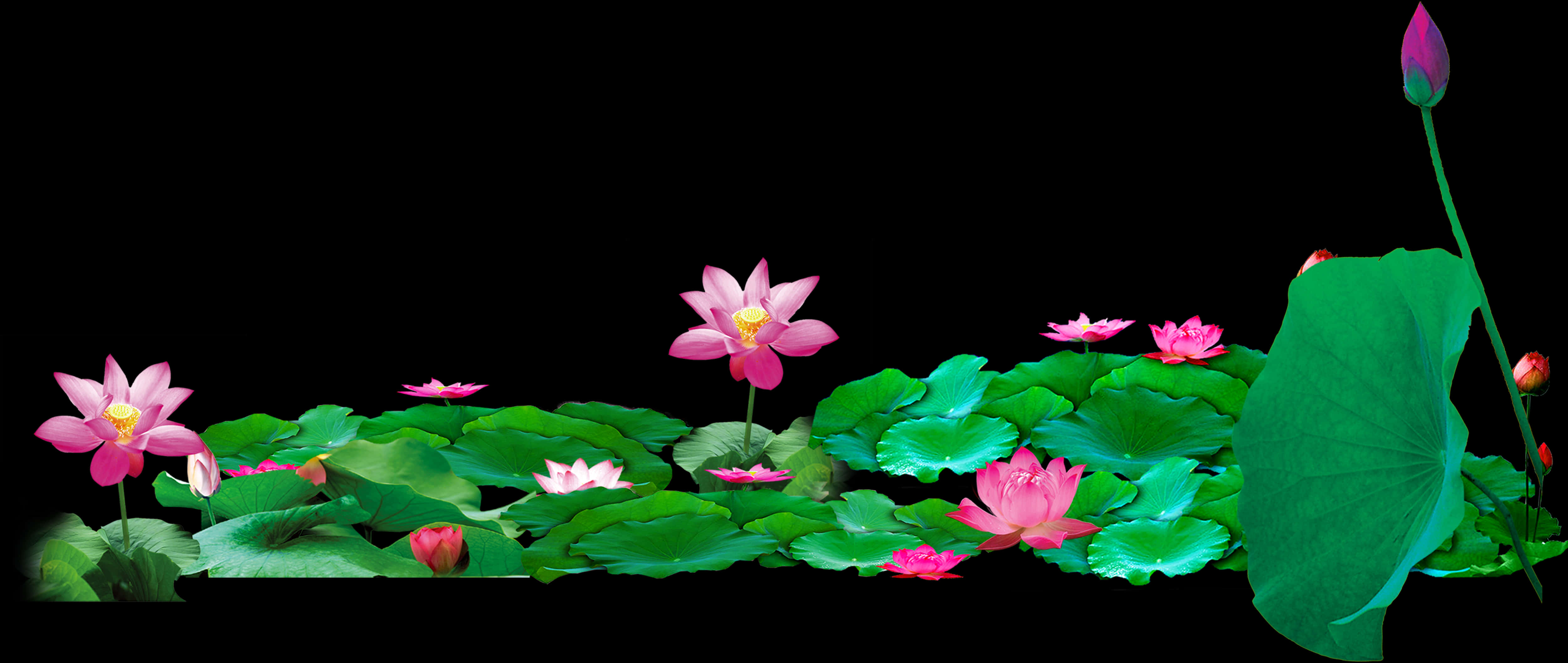 蓮花盛開全景 壁紙 — 粉紅色蓮花和大型綠色葉子在黑色背景的深色水面上寧靜地漂浮。