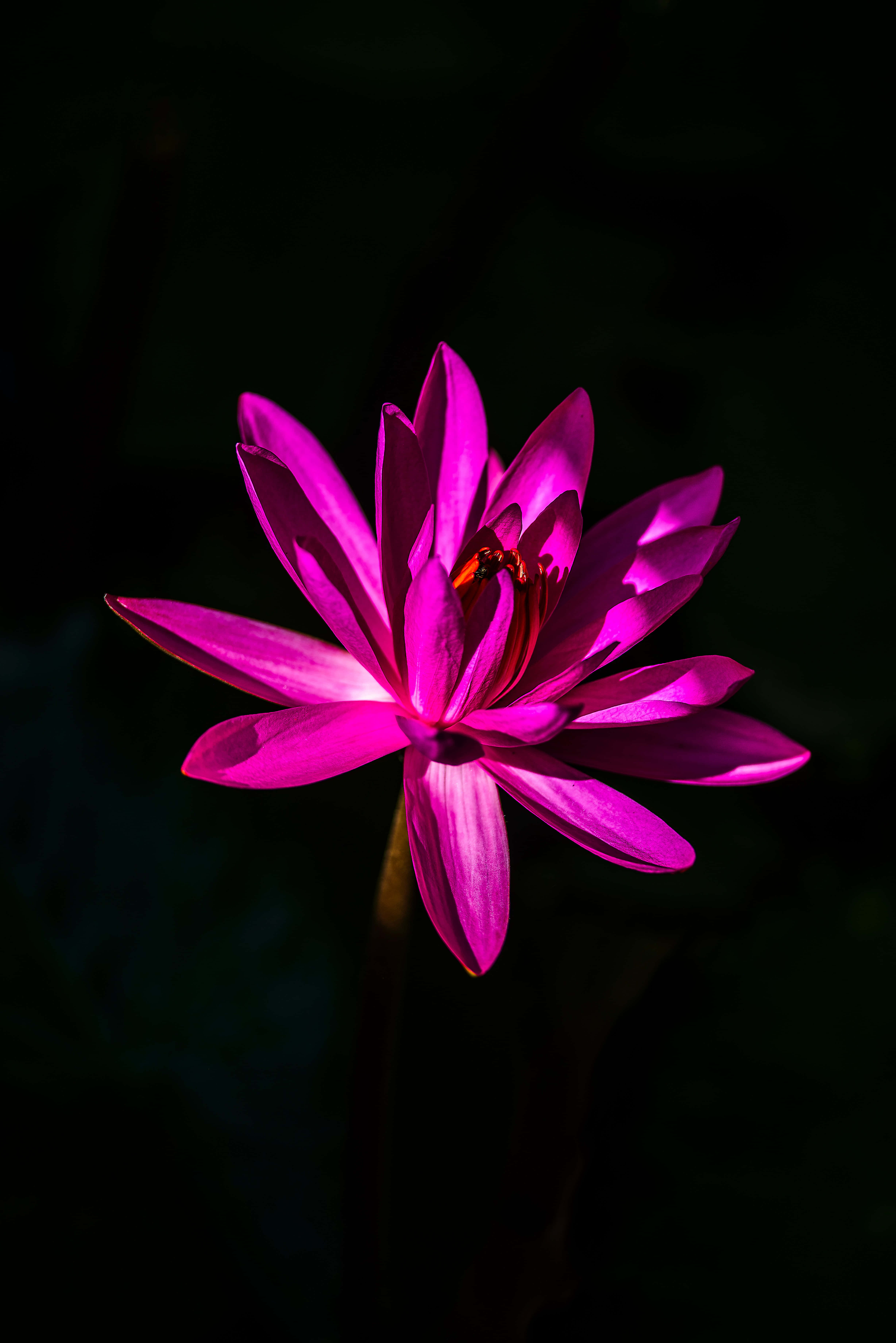 蓮花黑粉紅花卉 壁紙