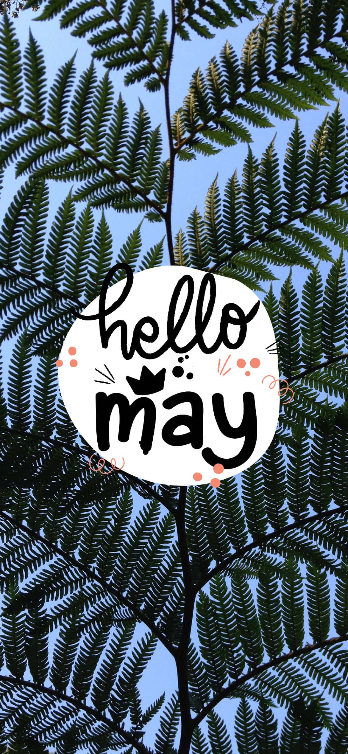 May 桌布 壁紙 — 蕨葉圍繞一個白色圓圈，內有「hello may」文字，背景是清澈的藍天。