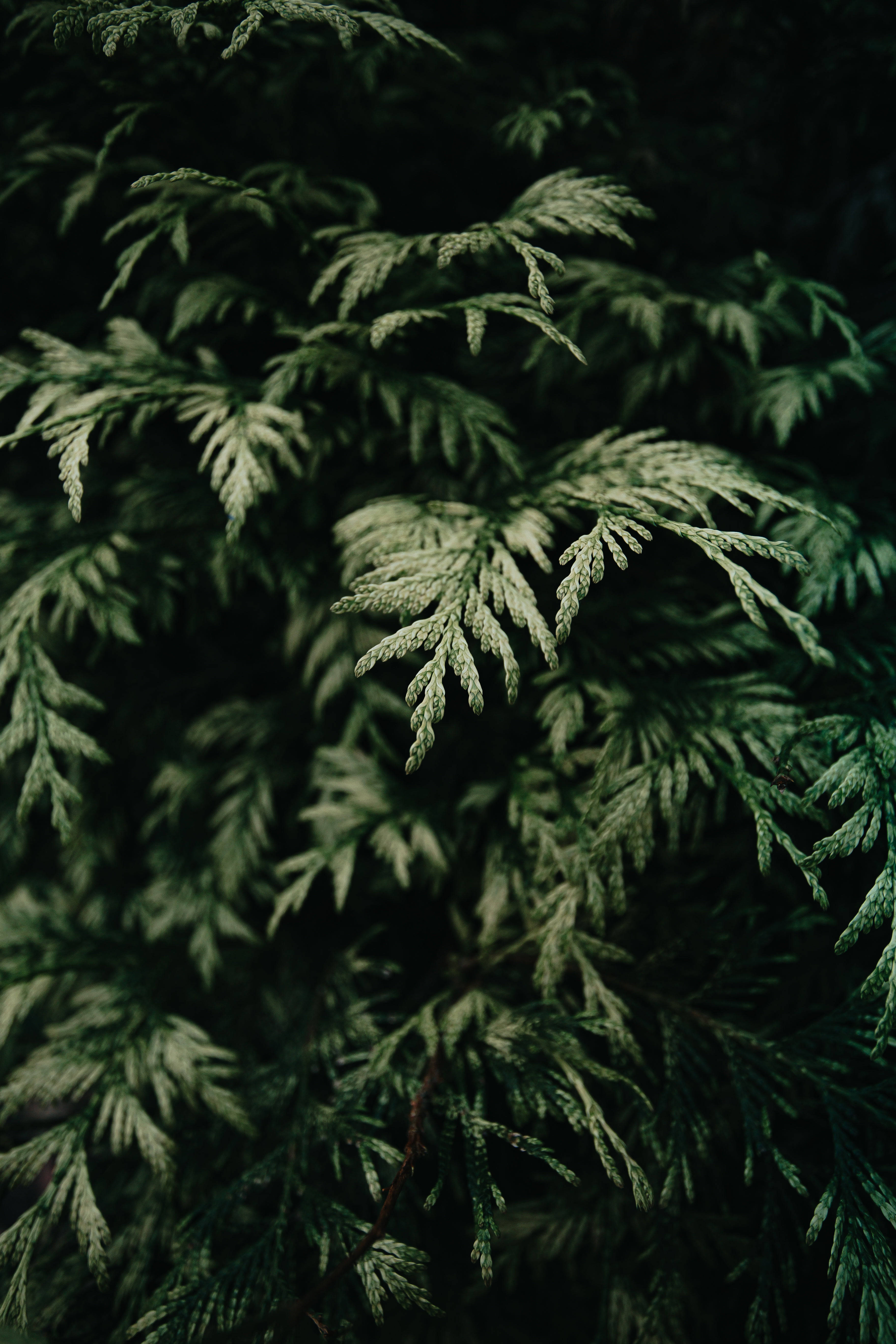 蕨葉綠意特寫 壁紙 — 特寫茂密的常綠樹枝，帶有複雜的針葉圖案，在黑暗背景下被柔和光線照亮。