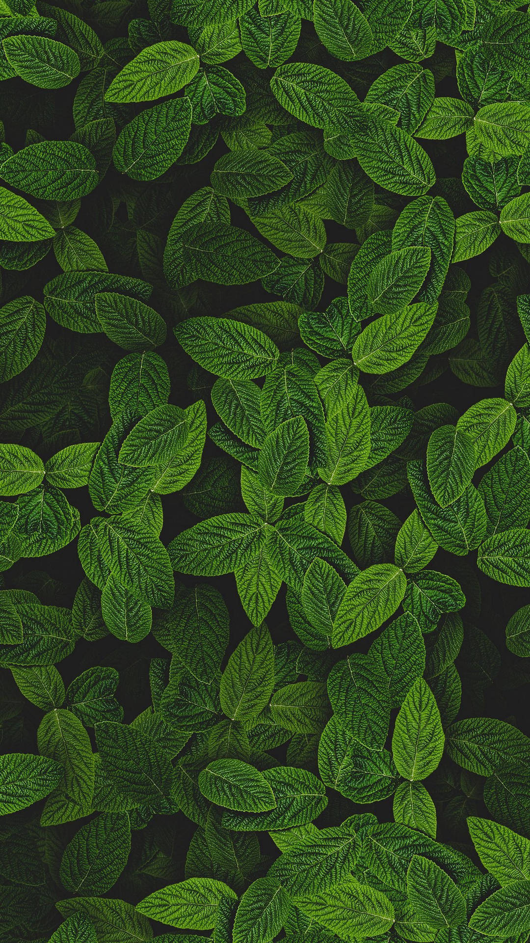 特寫鏡頭，深色背景上呈現茂盛綠葉，葉脈細節清晰。