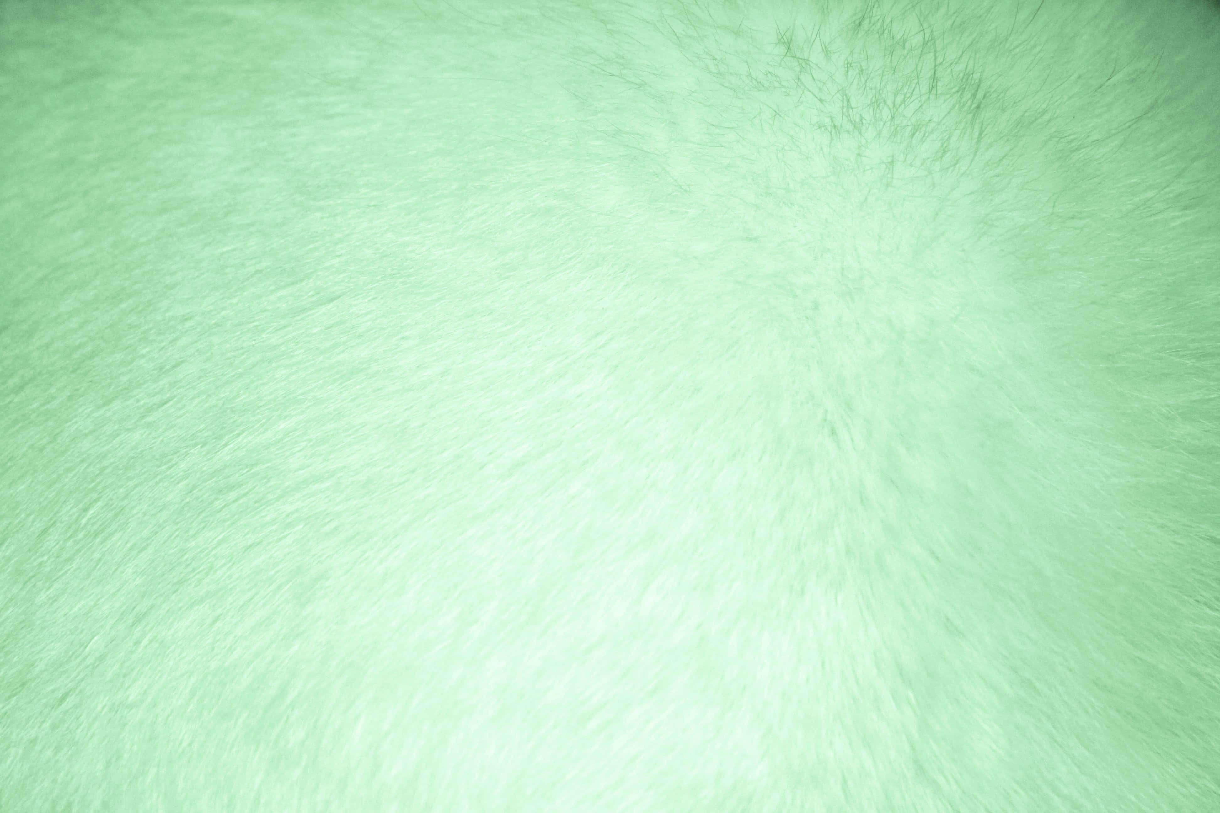 Green Texture 桌布 壁紙 — 薄荷綠色柔軟人造毛皮的近距離特寫，質感柔和，光線均勻。