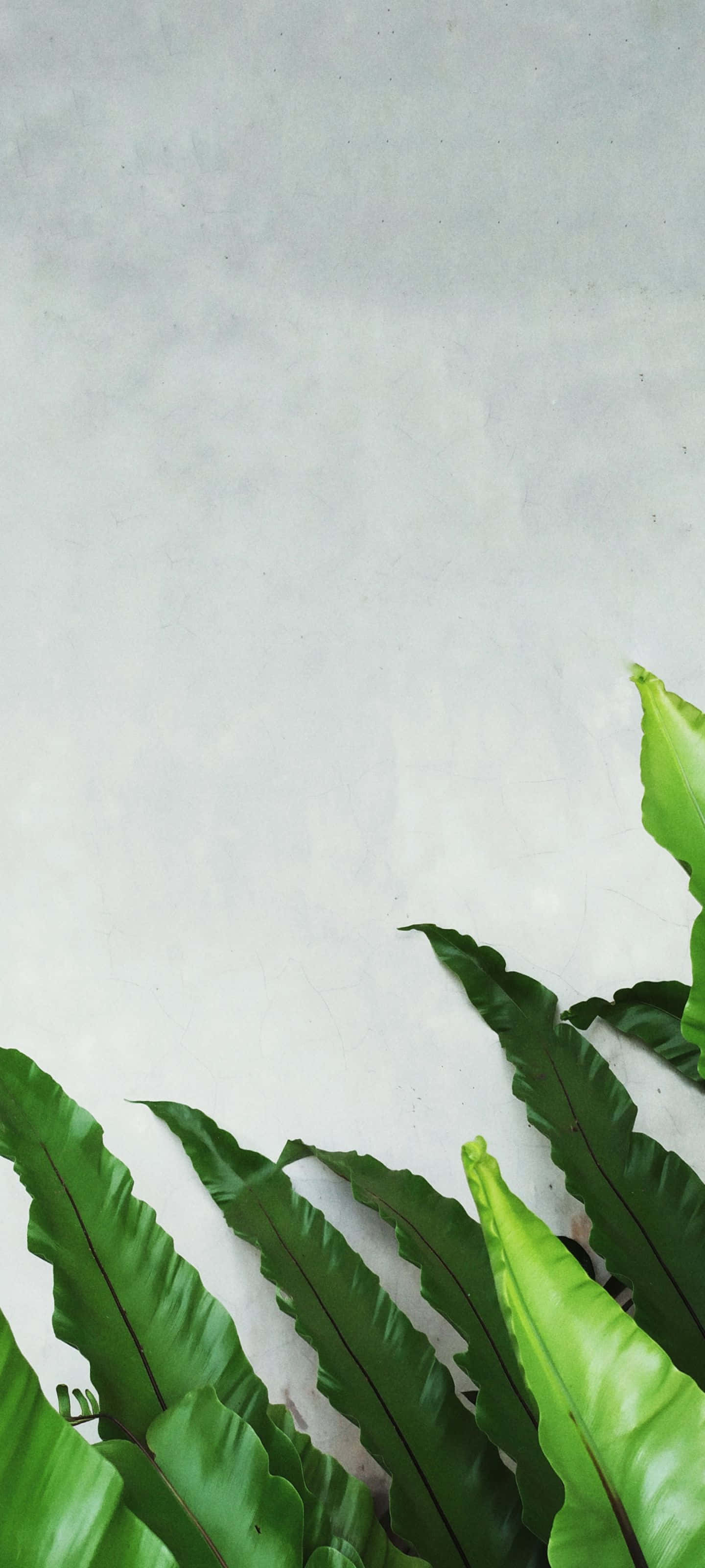 薄霧山脈上的日出與藍天 壁紙 — 充滿活力的綠色蕨類葉片在柔軟紋理的灰色牆壁上層疊而下，形成極簡植物構圖。