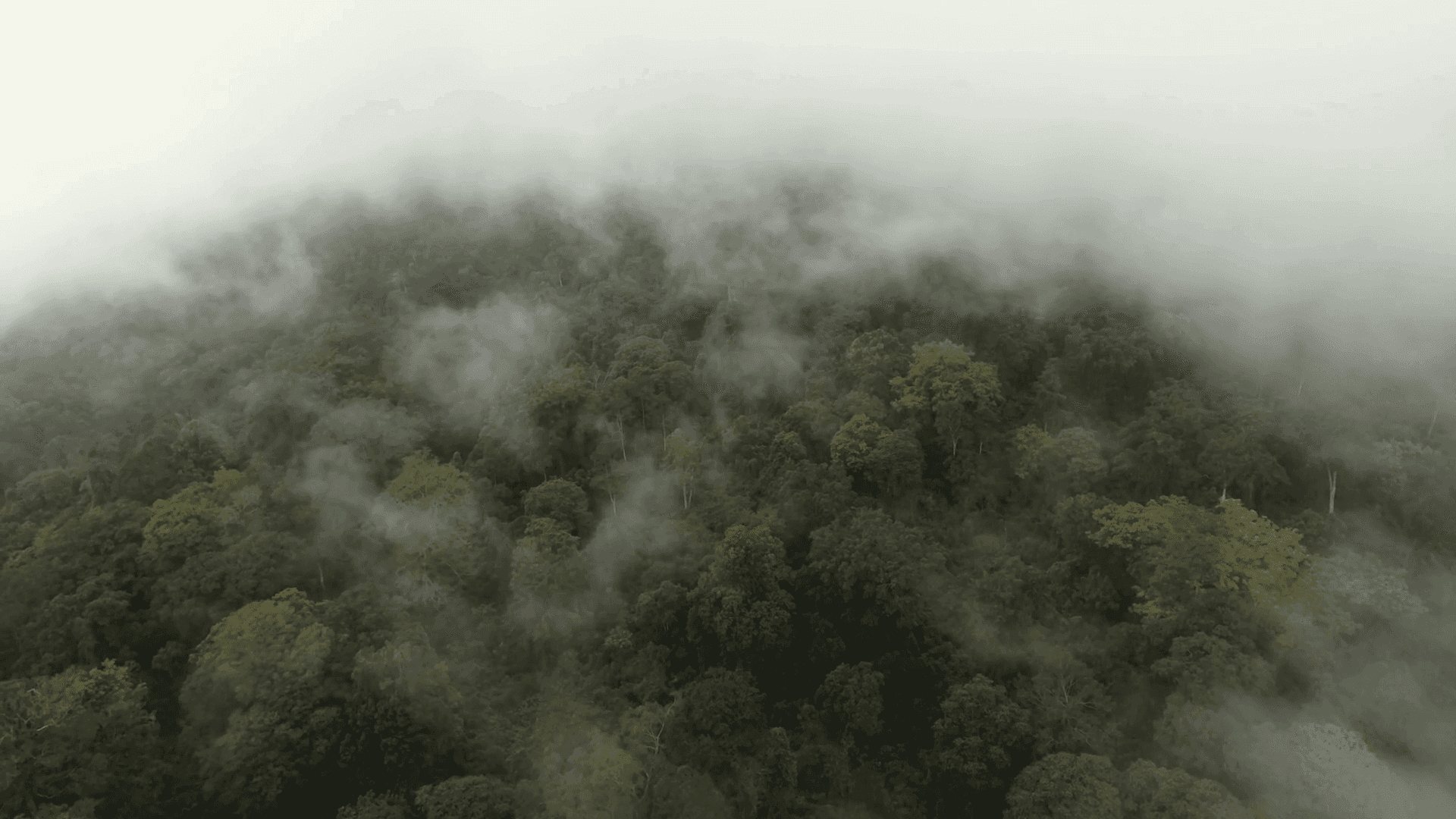 薄霧籠罩的雨林樹冠 壁紙