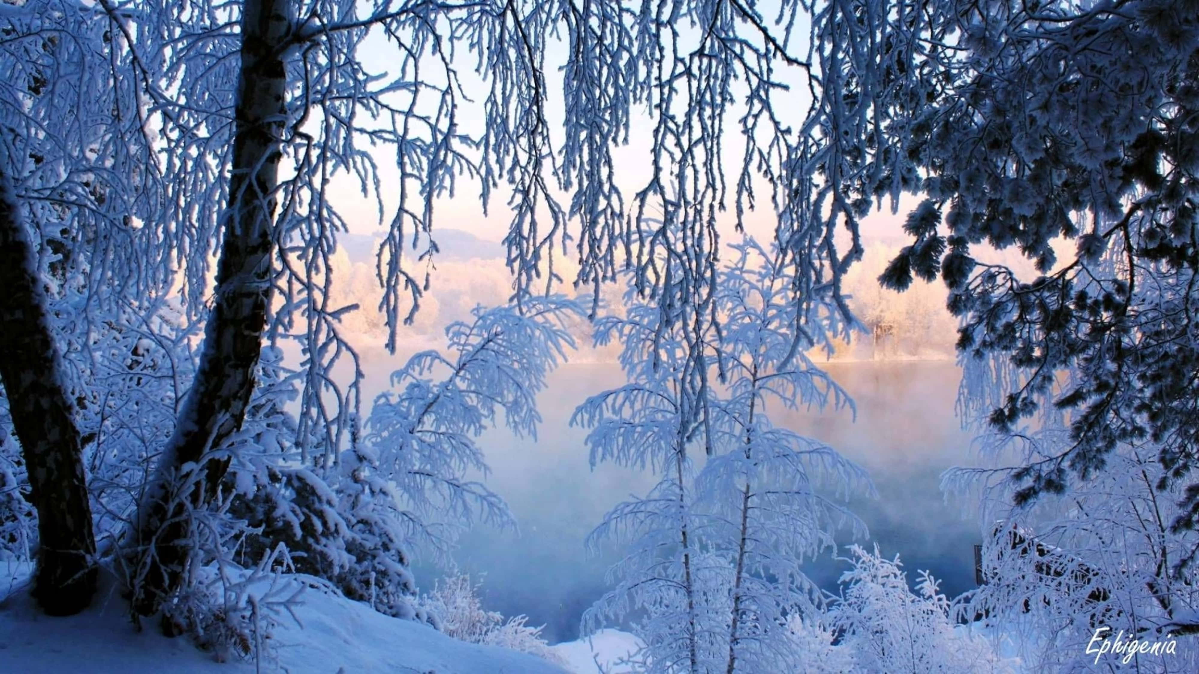 薄霧覆雪冰湖 4K 壁紙 — 積雪的樹枝框住了一個霧氣瀰漫的冬季山谷，在柔和的日出色調中閃耀。