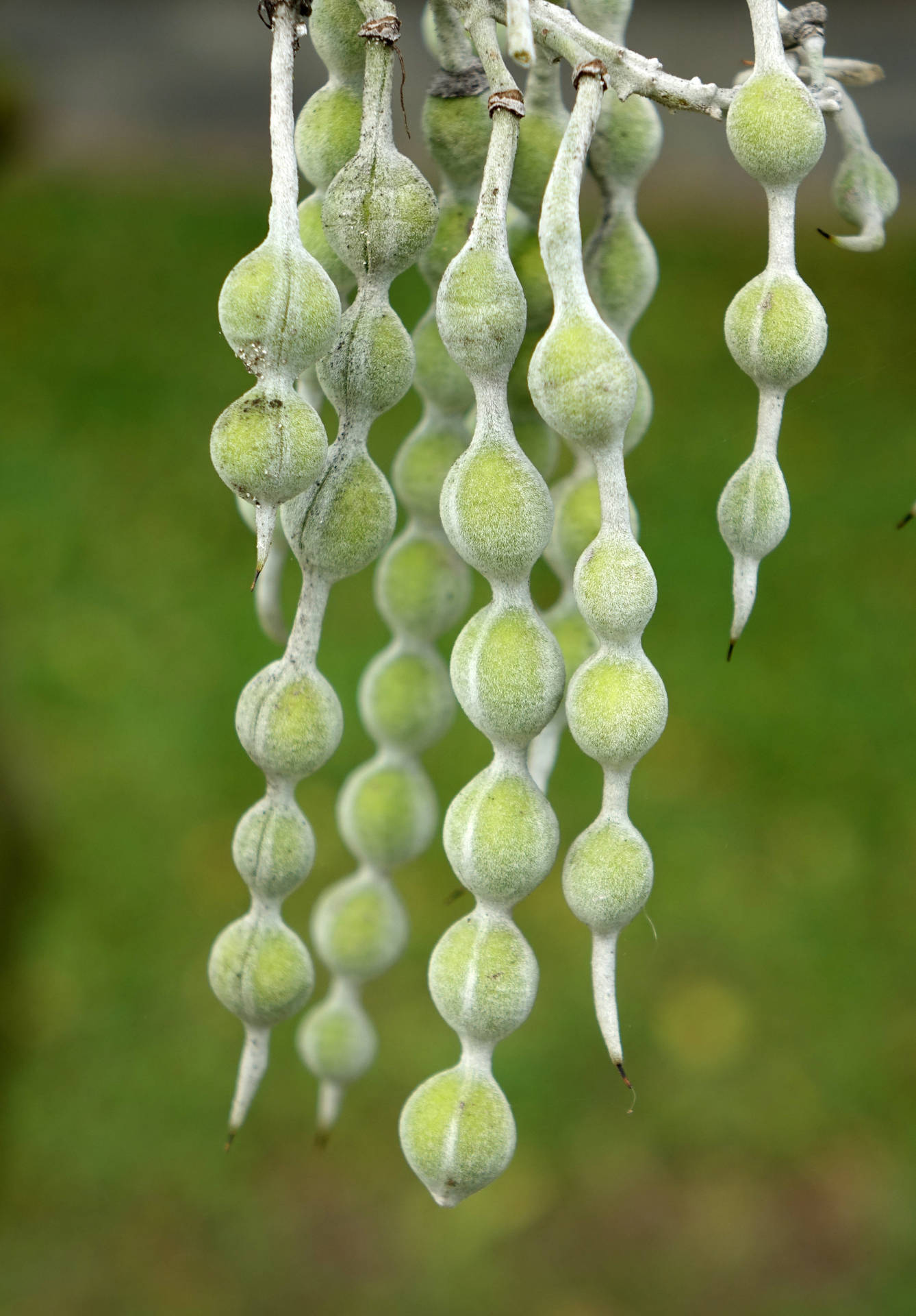 花園中樹枝上懸掛的模糊綠色種子莢。