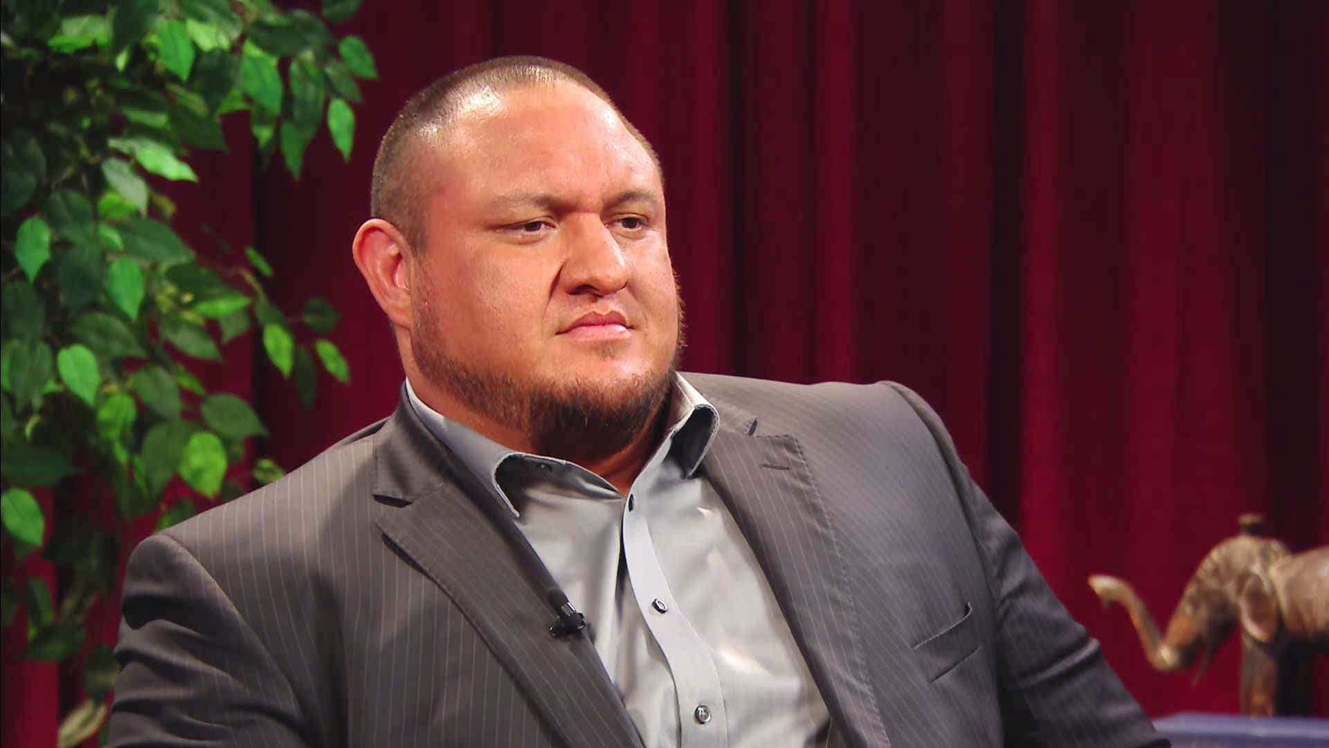薩摩亞·喬於WWE Raw 2017訪談中談論重傷賽斯·羅林斯 壁紙 — 一名身穿灰色細條紋西裝的男子，在紅色窗簾背景前沉思地坐著，附近有綠色樹葉和一尊大象雕像。