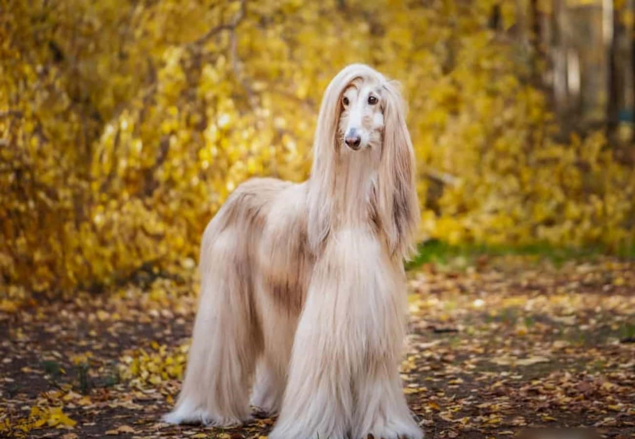 薩摩耶犬——完美的伴侶 壁紙 — 一隻優雅的阿富汗獵犬，擁有飄逸的奶油色毛髮，在陽光明媚的秋日森林中，被金色的樹葉環繞，姿態優美。