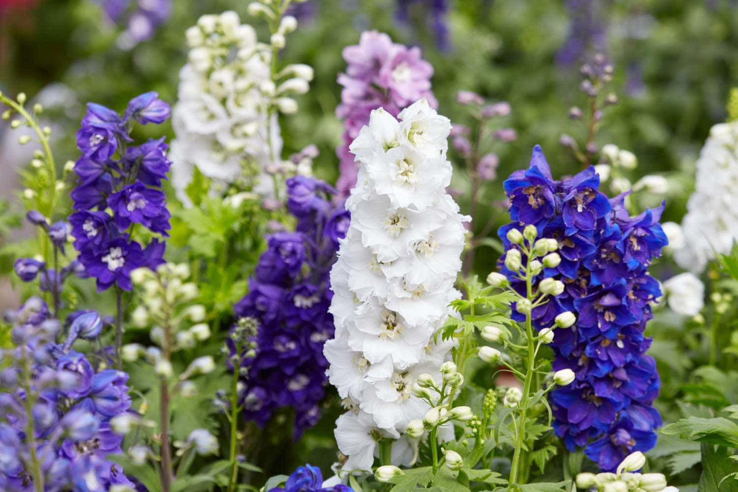 薰衣草夢幻花田 壁紙 — 白色和深紫色的高聳飛燕草花穗在茂密的綠色葉片中盛開，構成充滿活力的花園場景。