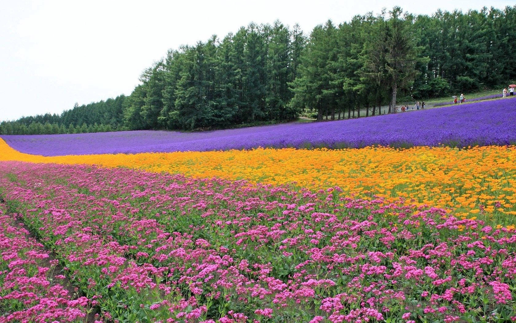 田野中一排排粉紅色、橙色和紫色花朵，背景是森林。