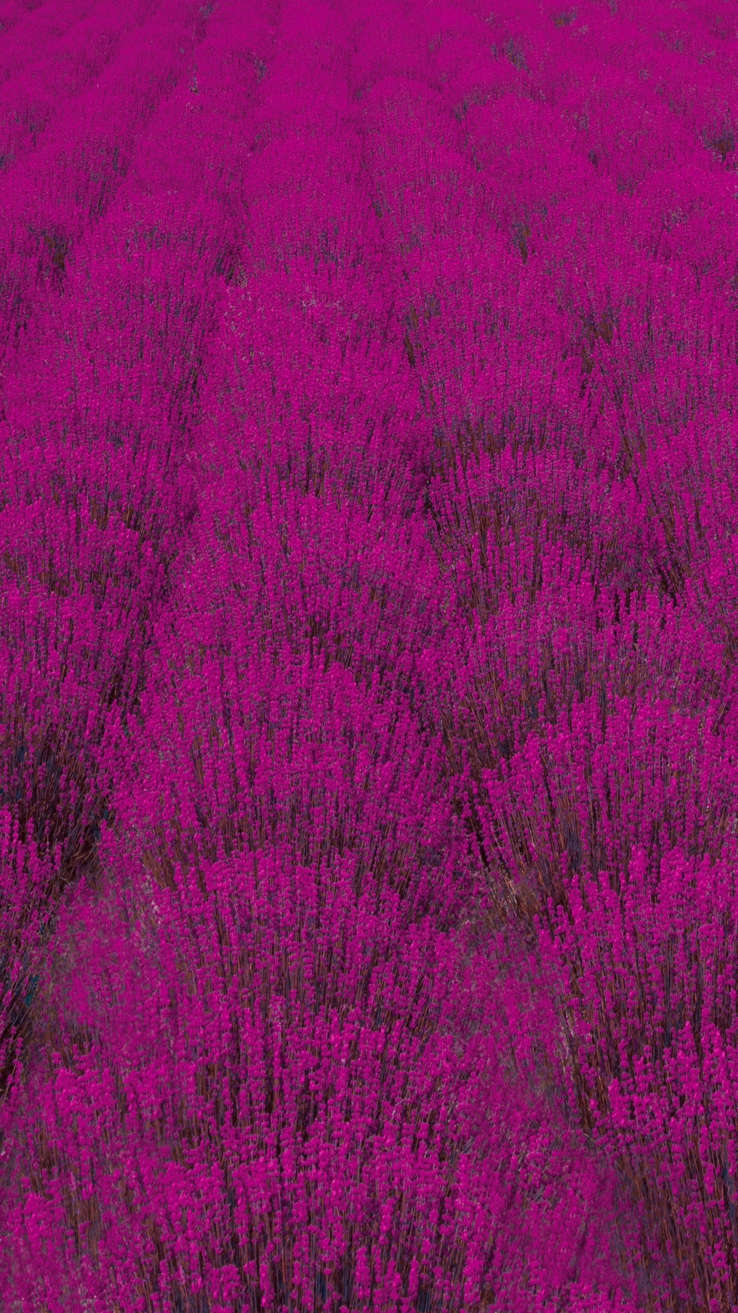 薰衣草田 Galaxy S10 壁紙 — 從空中俯瞰無盡的紫紅色薰衣草田，在柔和日光下輕輕搖曳。