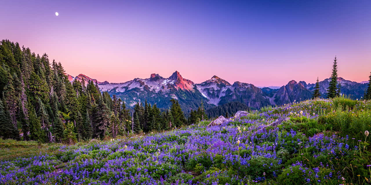 紫色野花覆蓋了暮色中的草地，天空中有山脈和月亮。