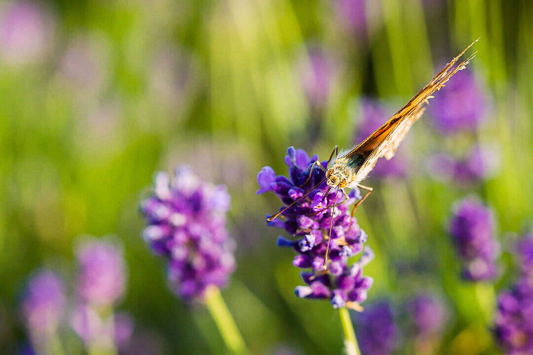 蝴蝶在陽光明媚的花園中停留在薰衣草花上。