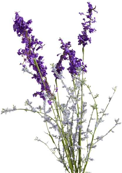 薰衣草與霜白花朵 壁紙 — 一束充滿活力的紫色薰衣草花，帶有銀色葉子，在純黑色背景上高高聳立。