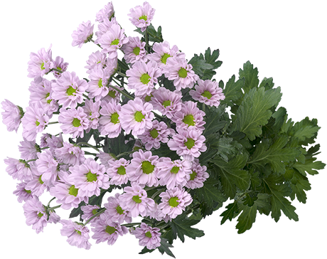 薰衣草色菊花花束 壁紙 — 一束茂盛的淡紫色菊花，搭配鮮綠色葉子，襯以純黑背景。