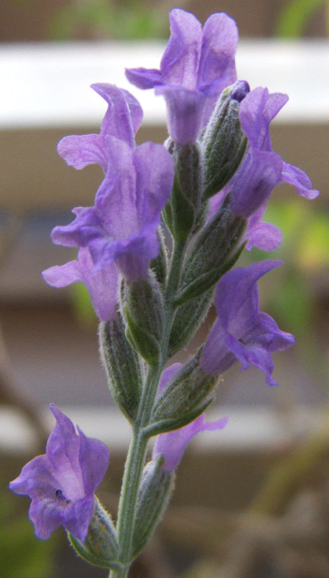 Lavender Blue 桌布 壁紙 — 薰衣草花穗的特寫，帶有柔軟的紫色花朵和毛茸茸的綠色莖幹，背景模糊。