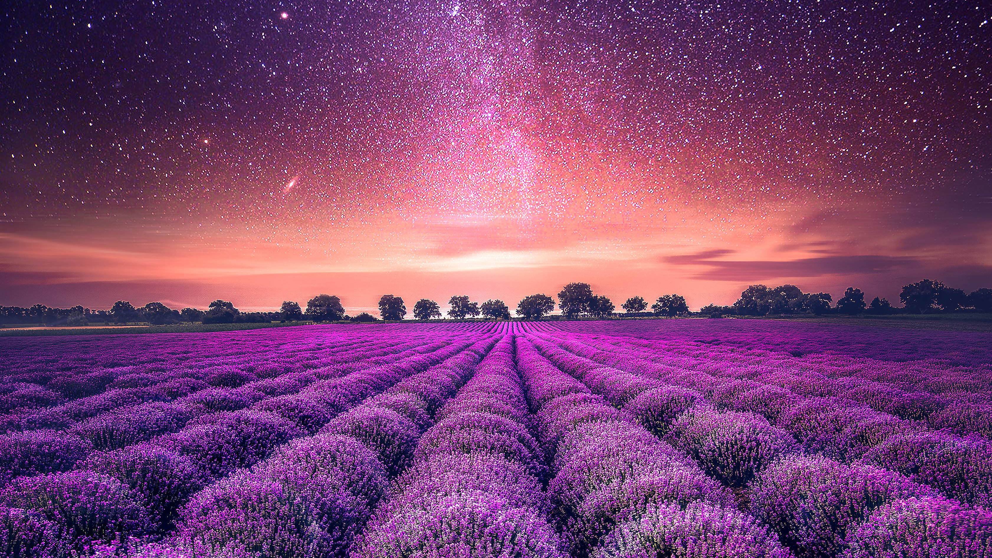 薰衣草風景與繁星 壁紙 — 一排排充滿活力的紫色薰衣草在閃爍著粉紅色和橙色色調的星空暮色天空下延伸。