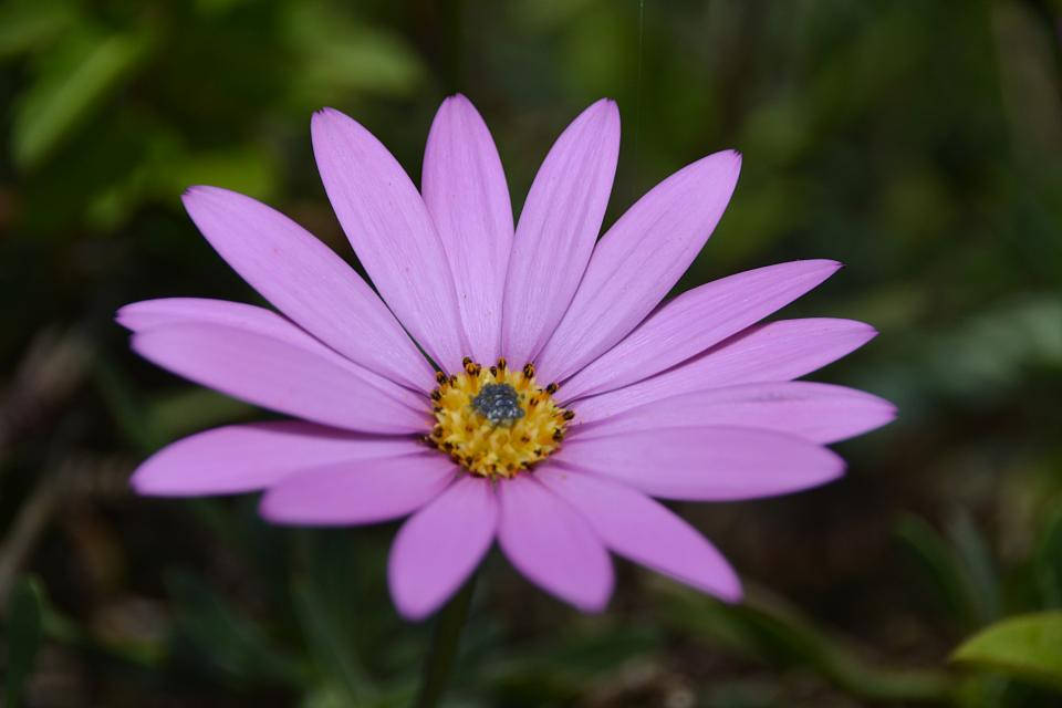 薰衣草風格紫色雛菊 壁紙 — 一朵充滿活力的紫色雛菊，帶有黃色中心，在柔和模糊的綠色背景上綻放。