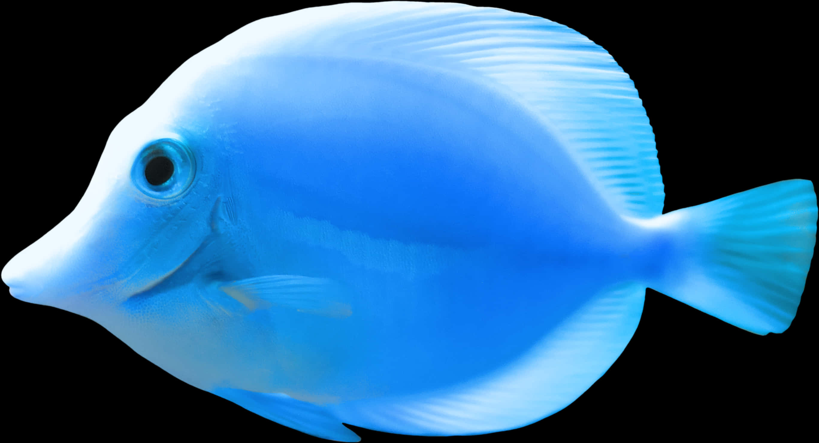 藍唐王魚孤立於黑色背景 壁紙