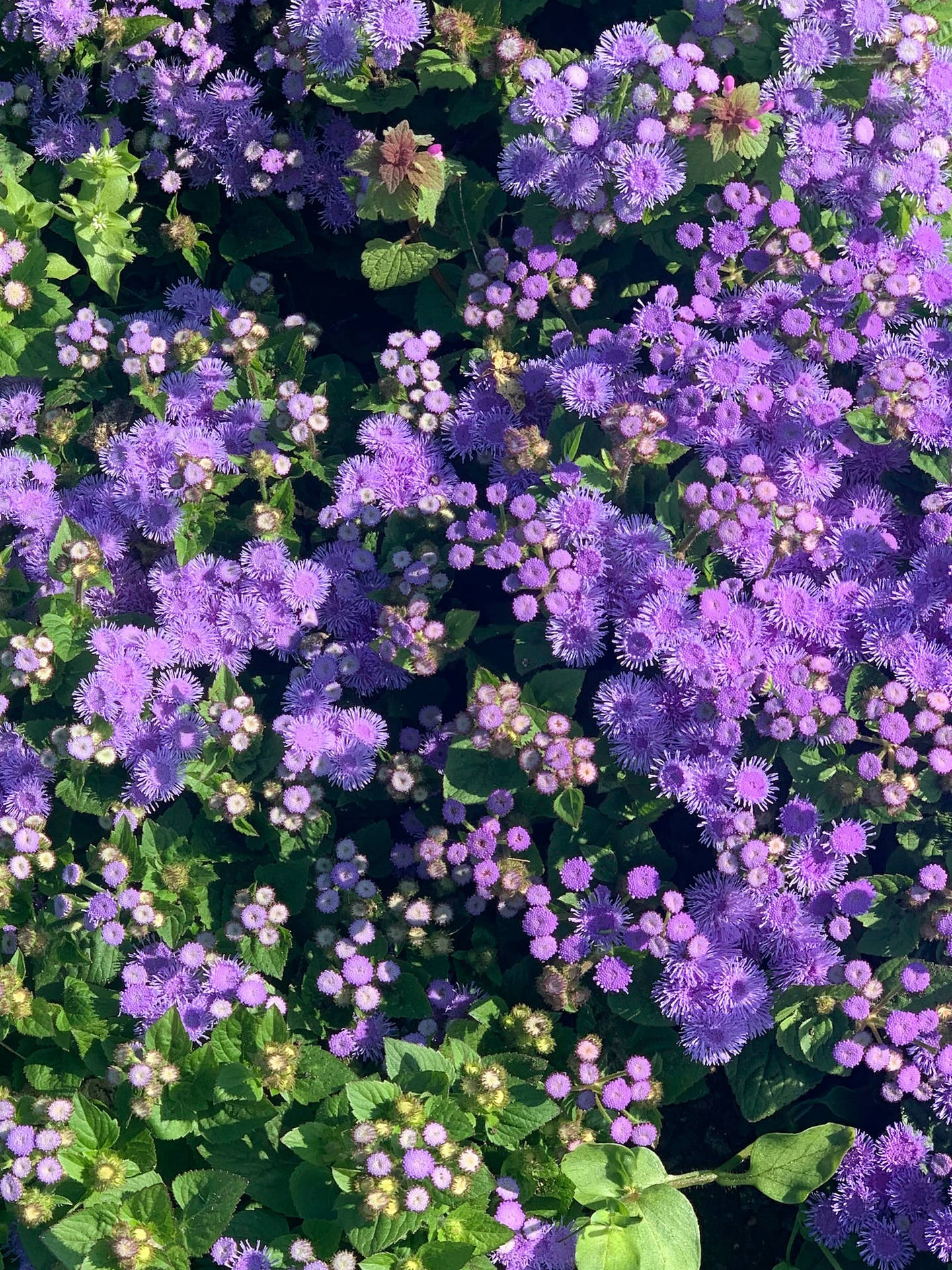 明亮陽光下的紫色花朵與綠葉