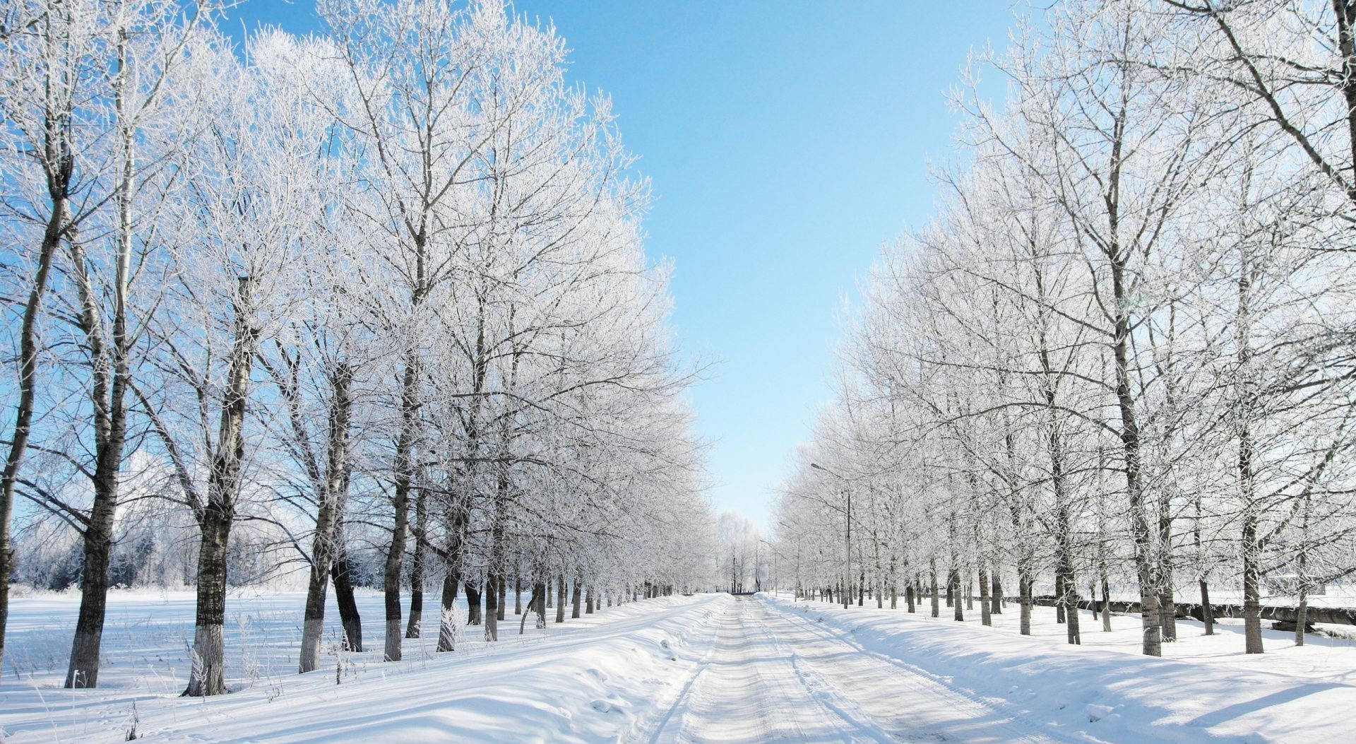 在清澈藍天下，積雪道路兩旁排列著結霜的樹木。