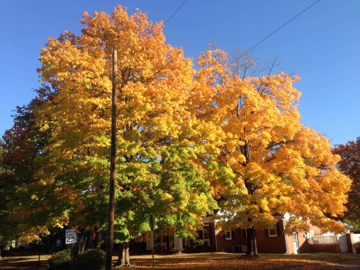 藍天下的秋日風景 壁紙 — 喺郊區社區，一棵雄偉嘅秋天樹，帶住火紅嘅黃色同綠色樹葉，喺晴朗嘅藍天下高高聳立。