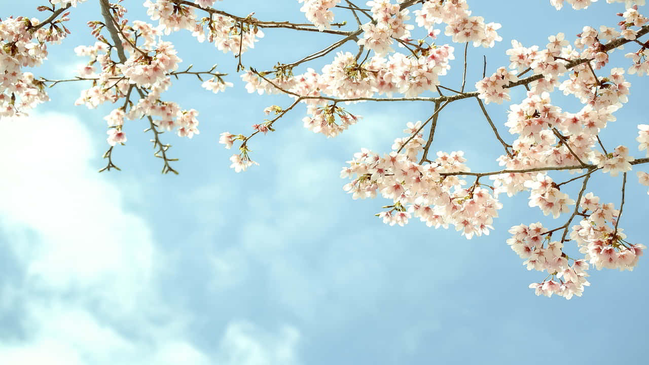粉紅櫻花在樹枝上，背景是藍天白雲