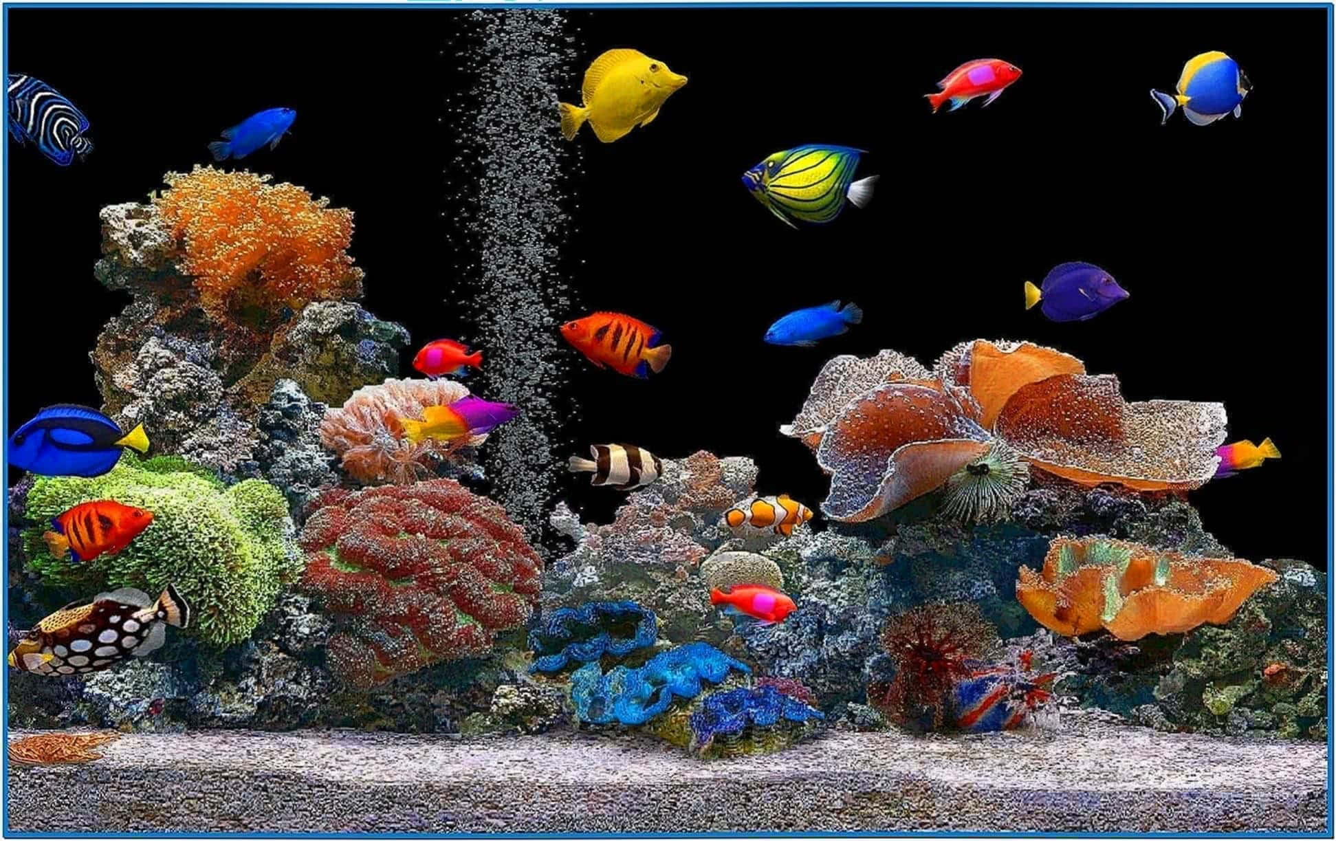 藍天下的美麗自然風景 壁紙 — 色彩繽紛的熱帶魚在黑暗的水族箱中，於多彩的珊瑚和海葵間游動，氣泡上升。