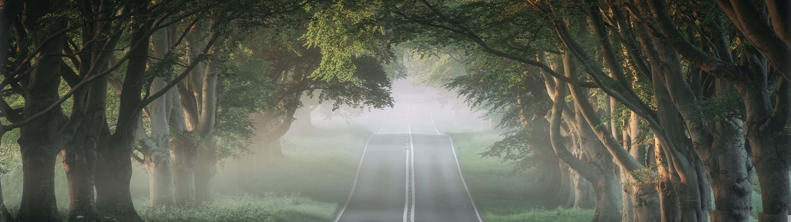 一條寧靜的森林道路籠罩在晨霧中，高大的樹木在頭頂拱起。