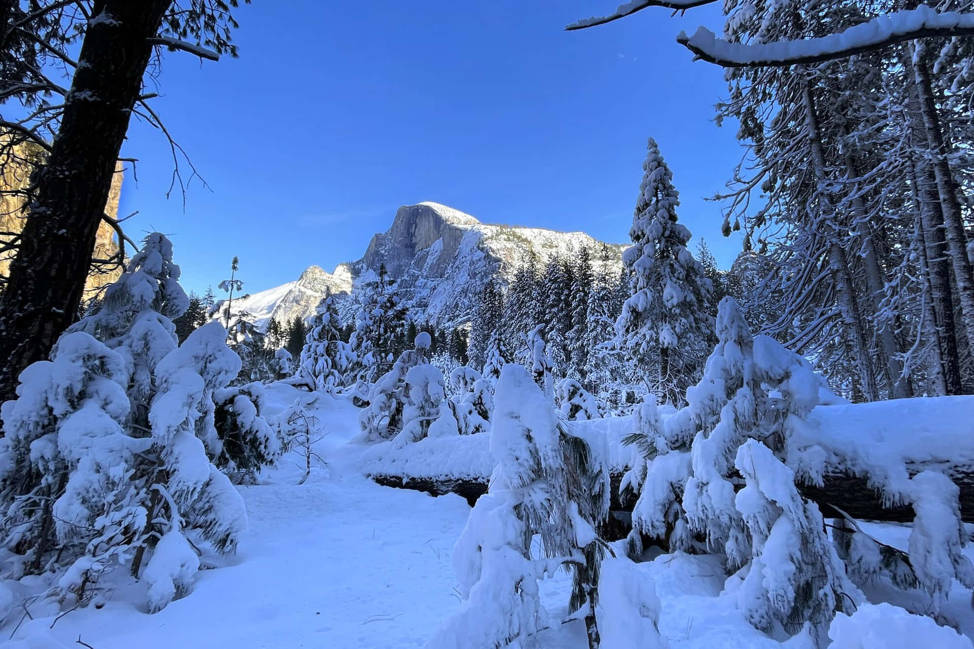 積雪的樹木和雪徑通往冬季森林中的 Half Dome。