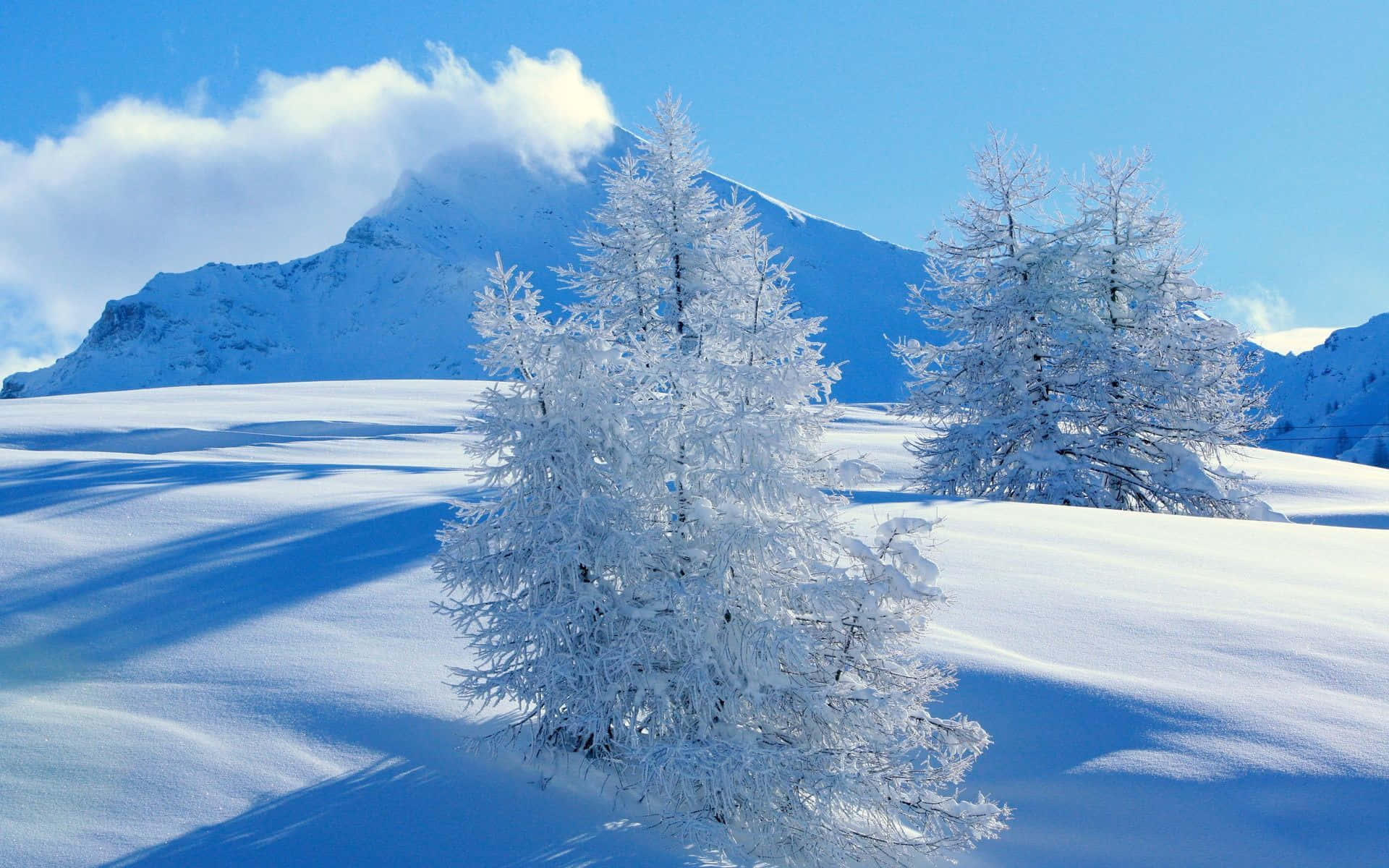 在晴朗的藍天下，明亮的冬季山谷中積雪的樹木。