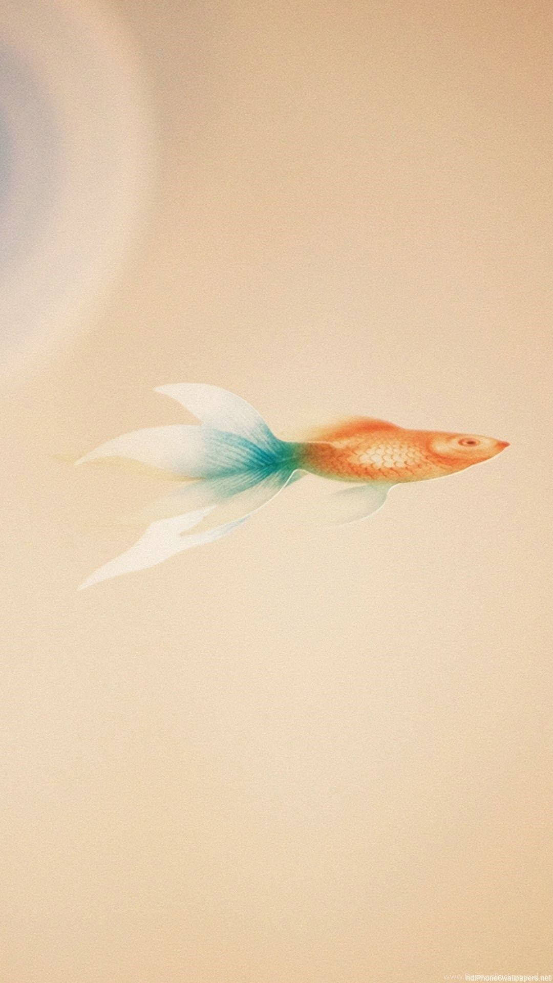 藍尾金魚 壁紙 — 一條精緻的金魚，帶有藍綠色和白色的魚鰭，在柔和的米色水體空間中優雅地滑行。