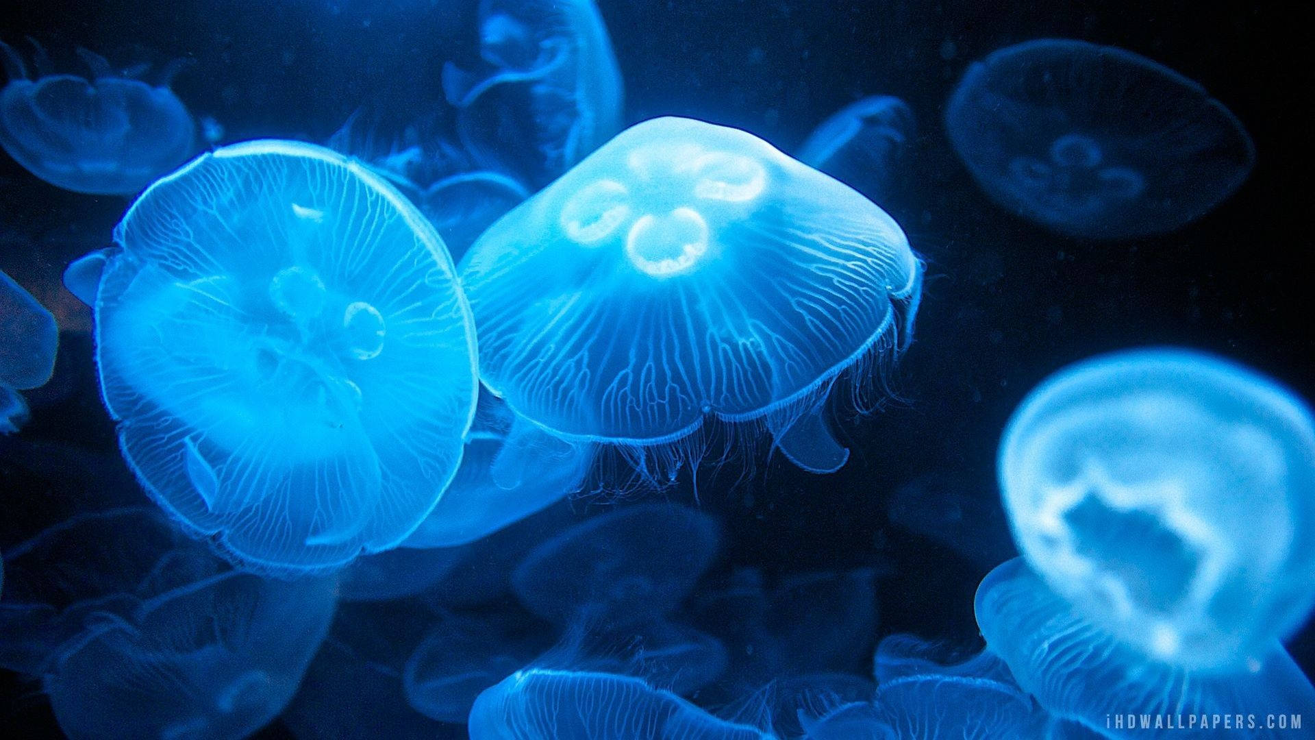 在黑暗海水中漂流的藍色發光水母