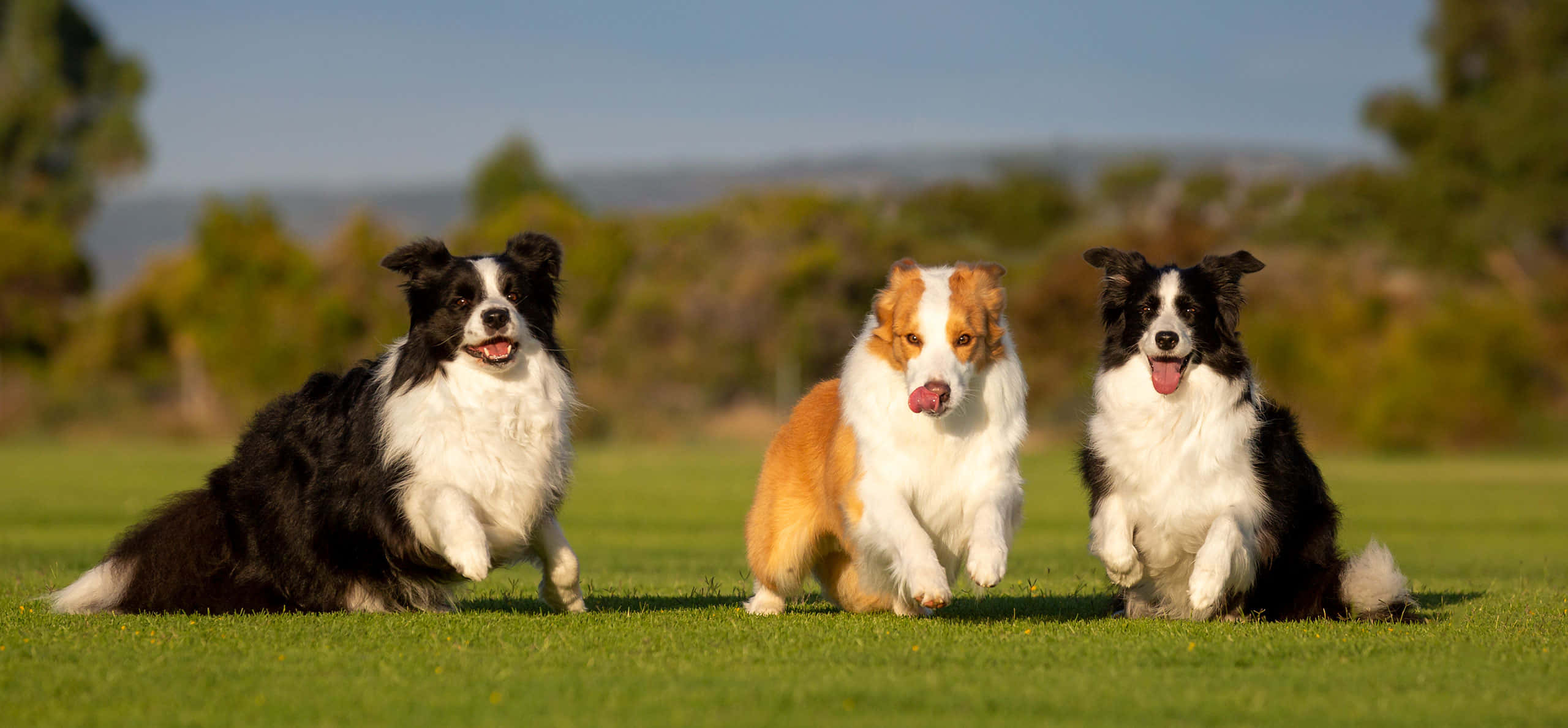 藍梅爾邊境牧羊犬幼犬玩耍 壁紙 — 三隻快樂的邊境牧羊犬在陽光普照的草地上嬉戲奔跑，背景有樹木和山丘。