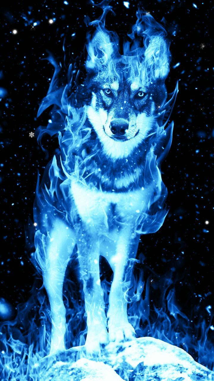 藍色火焰狼站在雪地上，星空下