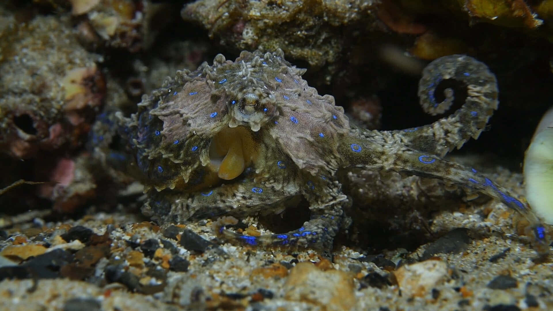 藍環章魚偽裝 壁紙 — 一隻藍點章魚在沙質海底的岩石和珊瑚中偽裝。