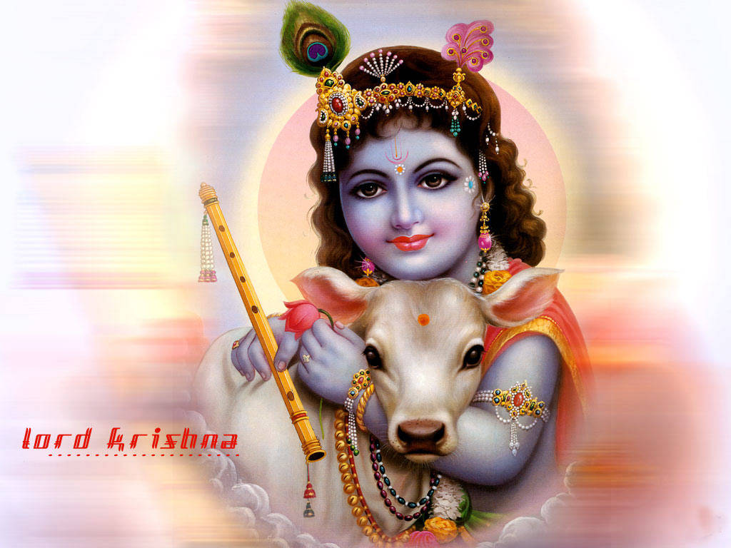 Bal Krishna 桌布 壁紙 — 藍皮膚的克里須那神手持長笛，擁抱一頭飾有珠寶的牛，背景是光芒四射的光環。