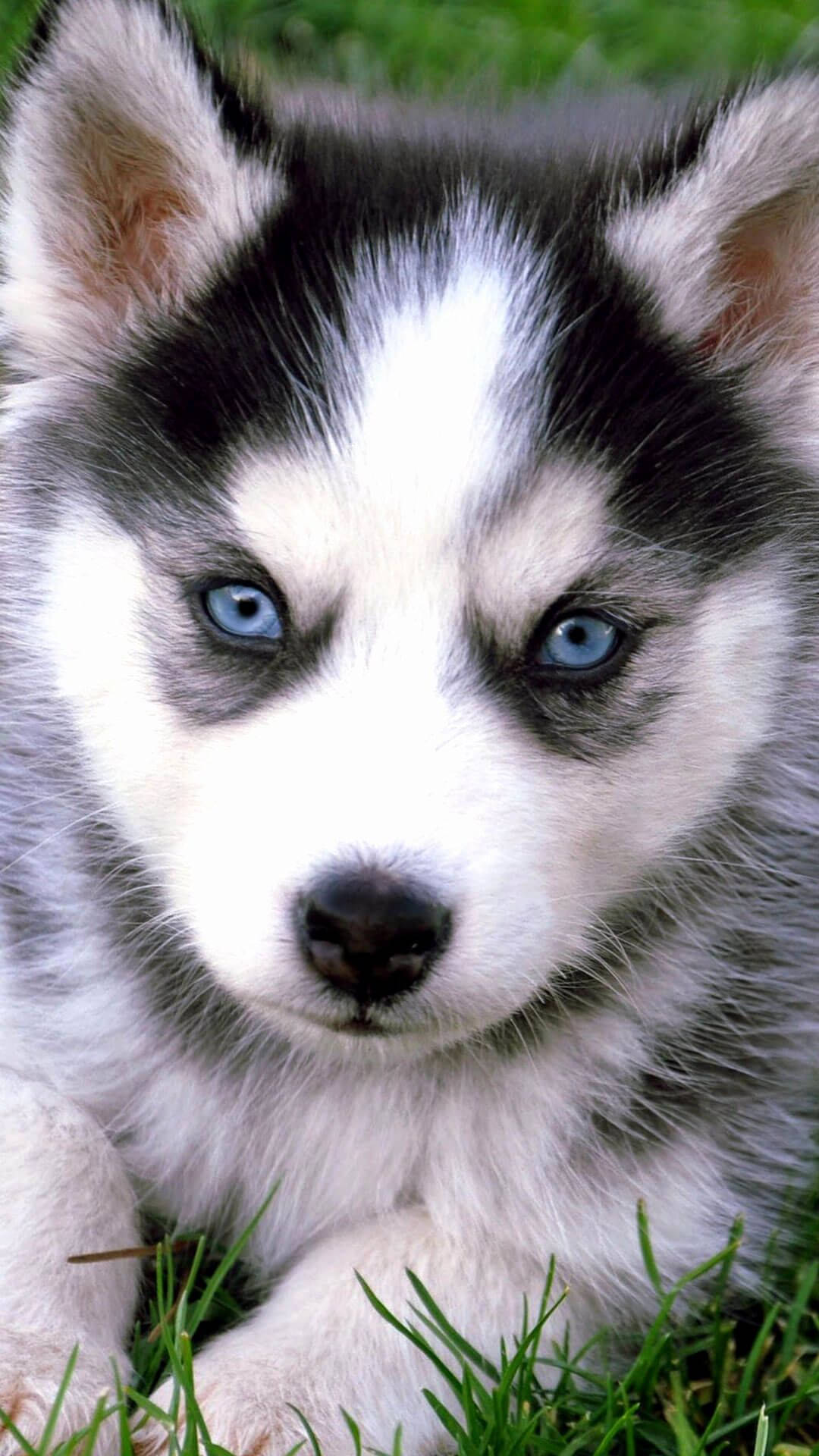 一隻藍眼睛的哈士奇幼犬在綠色草地上休息。