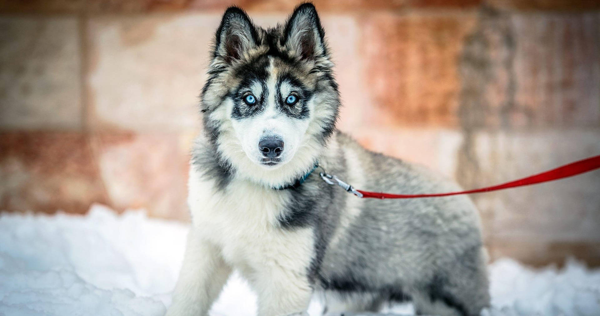 一隻藍眼睛的哈士奇幼犬坐在雪中，帶著紅色牽繩。