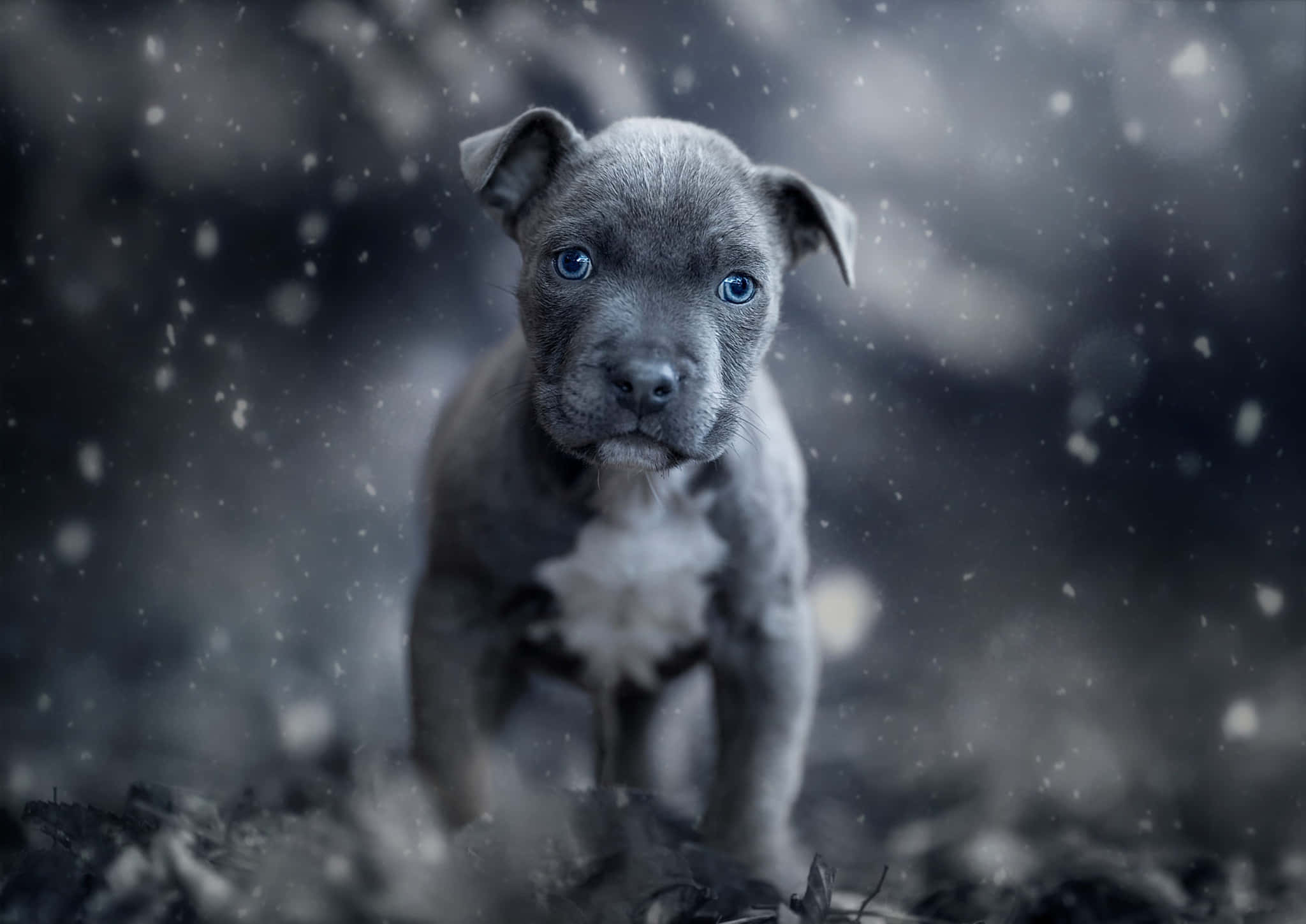 藍眼幼犬鬥牛犬圖 壁紙 — 一隻灰色小狗，擁有引人注目的藍色眼睛，站在飄落的雪中，背景是模糊的黑暗。