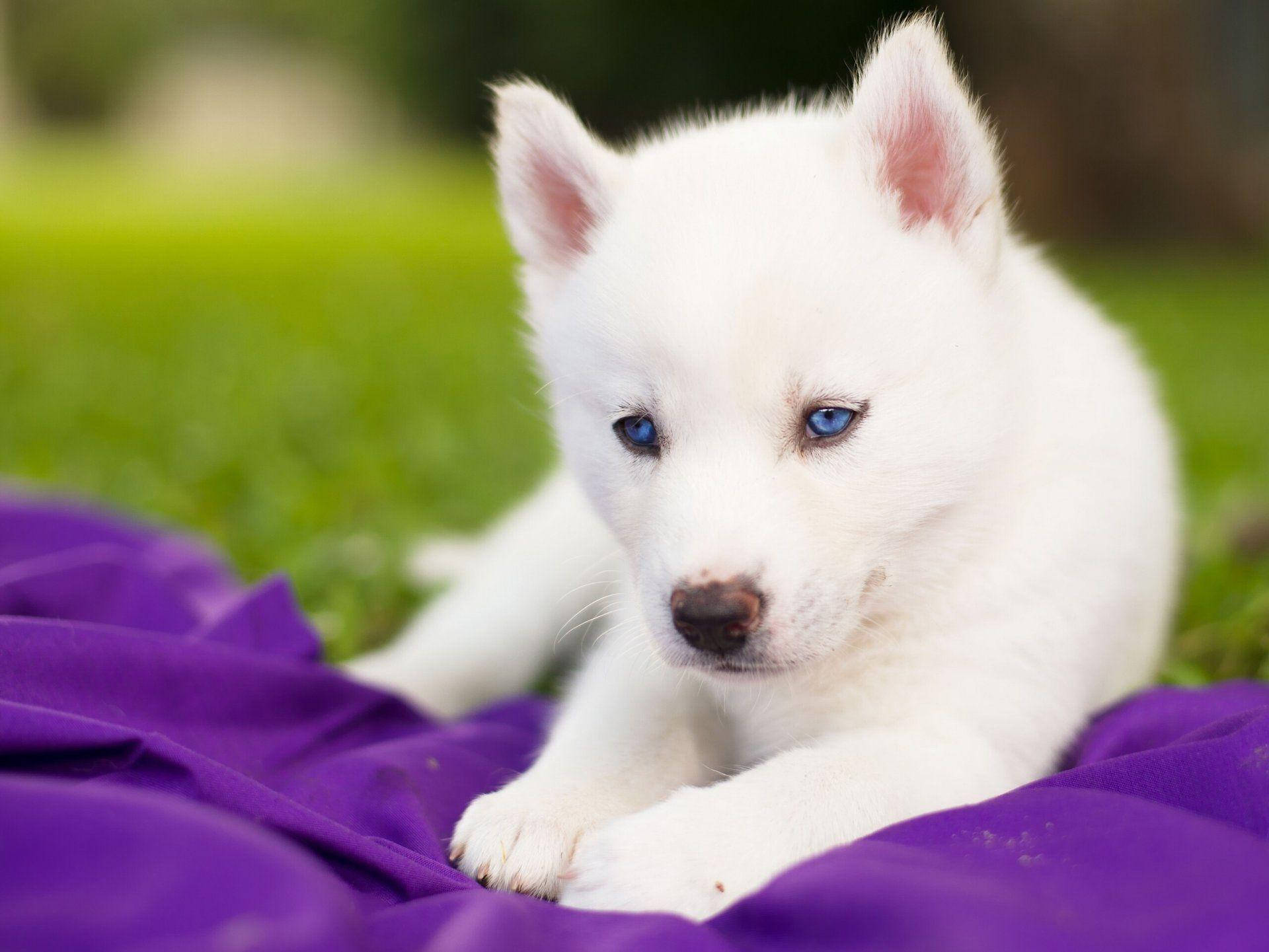 藍眼白毛哈士奇幼犬 壁紙 — 一隻毛茸茸的白色哈士奇幼犬，擁有引人注目的藍色眼睛，在柔和的綠色草地背景下，躺在紫色毯子上休息。